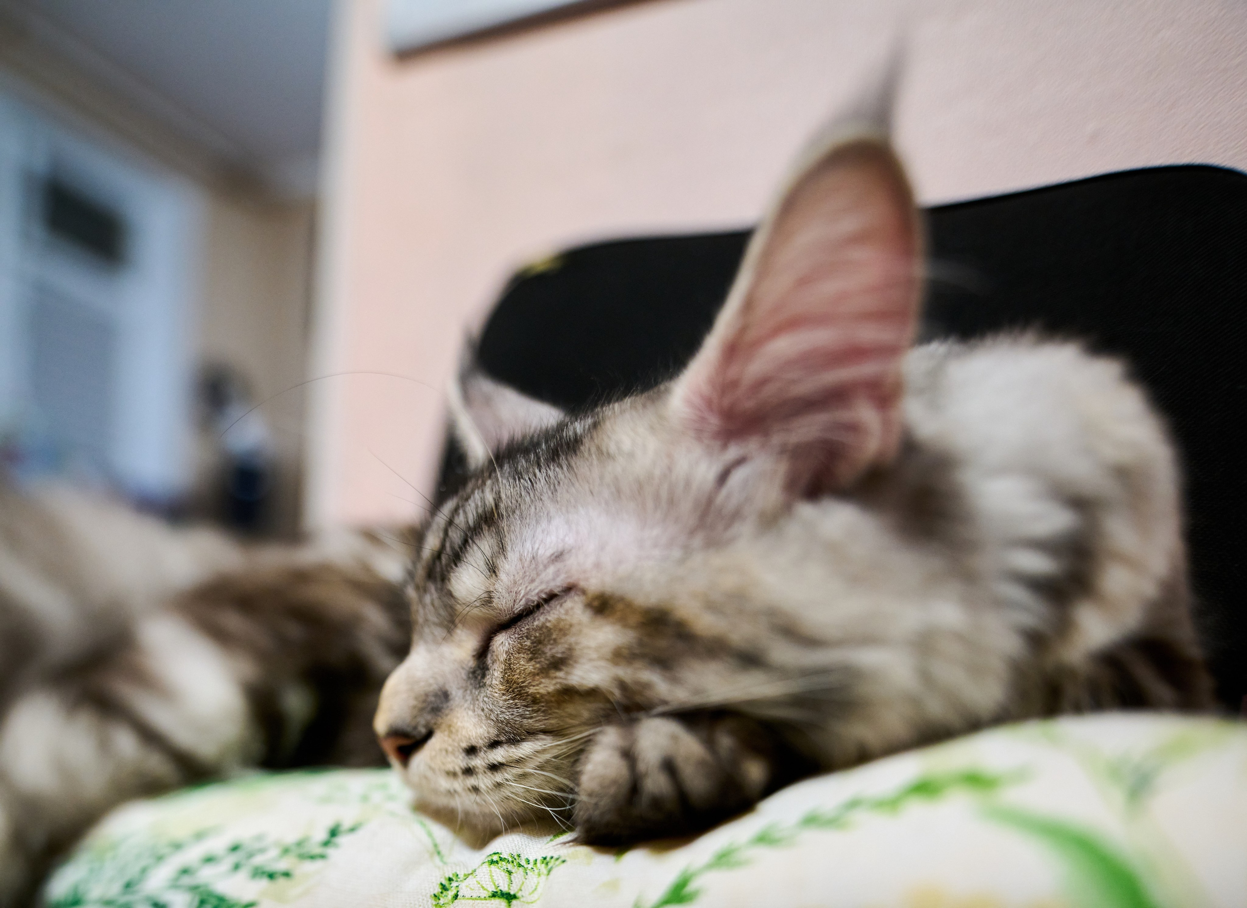 «Белка» — проба на tilt-shift 24 мм. Роман Свободный — интерьерная и архитектурная съёмка, Москва и МО