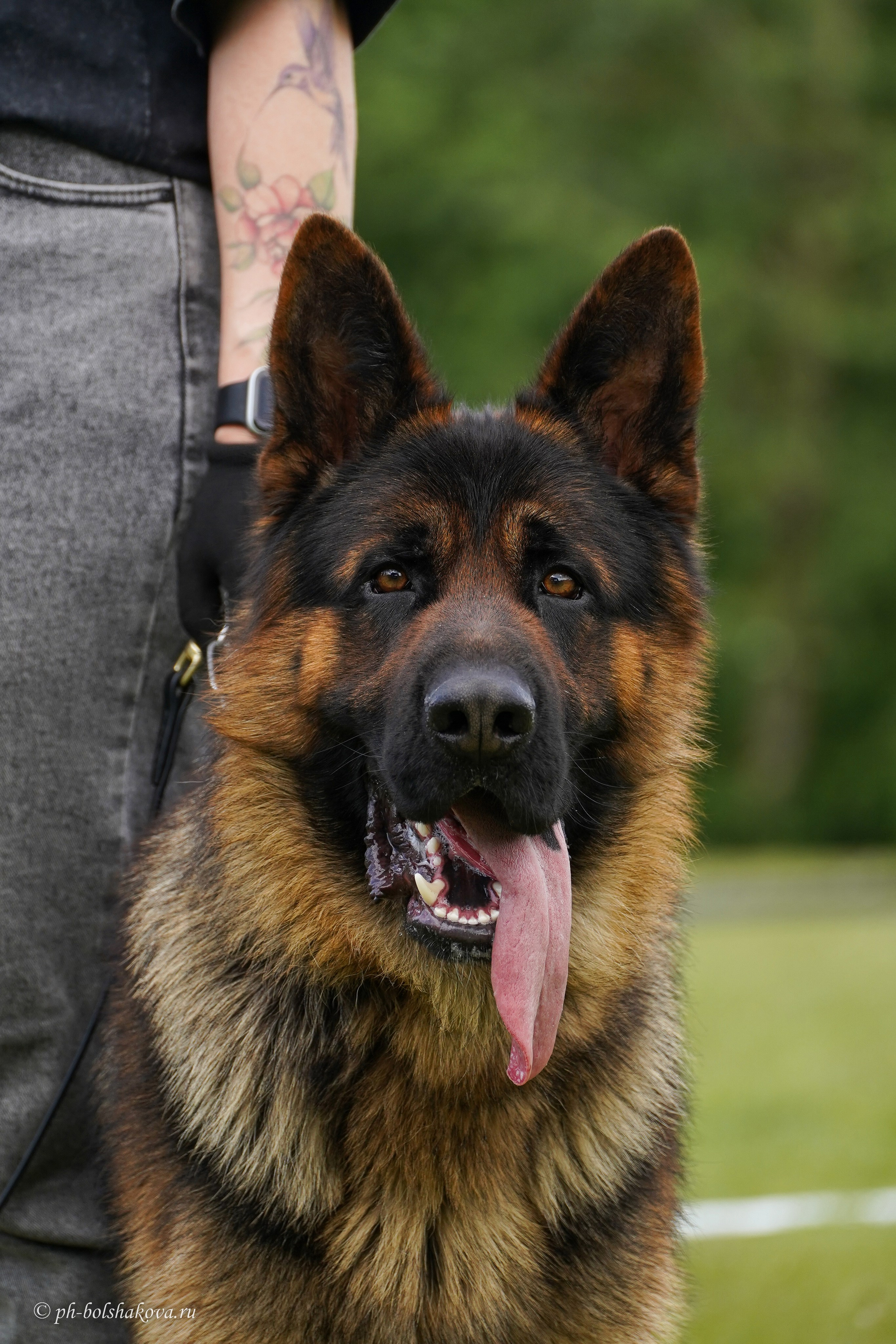 Монопородная выставка НО. Фотограф-анималист Анастасия Большакова