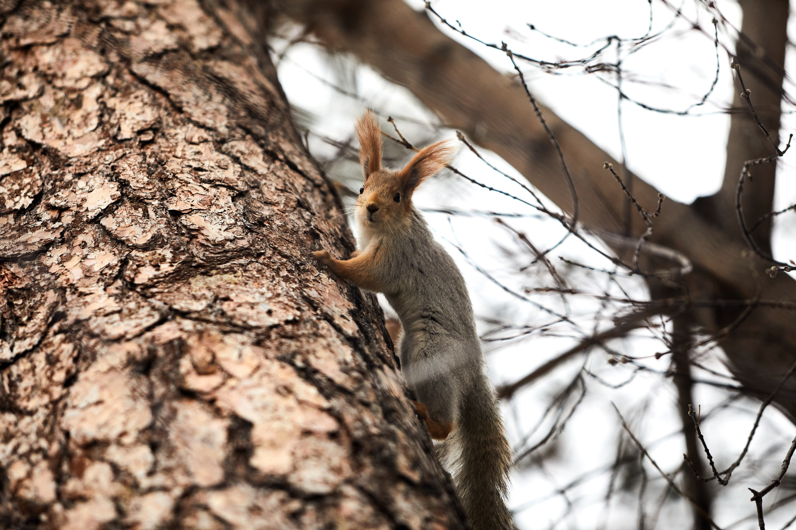 Спорт. AFL Media