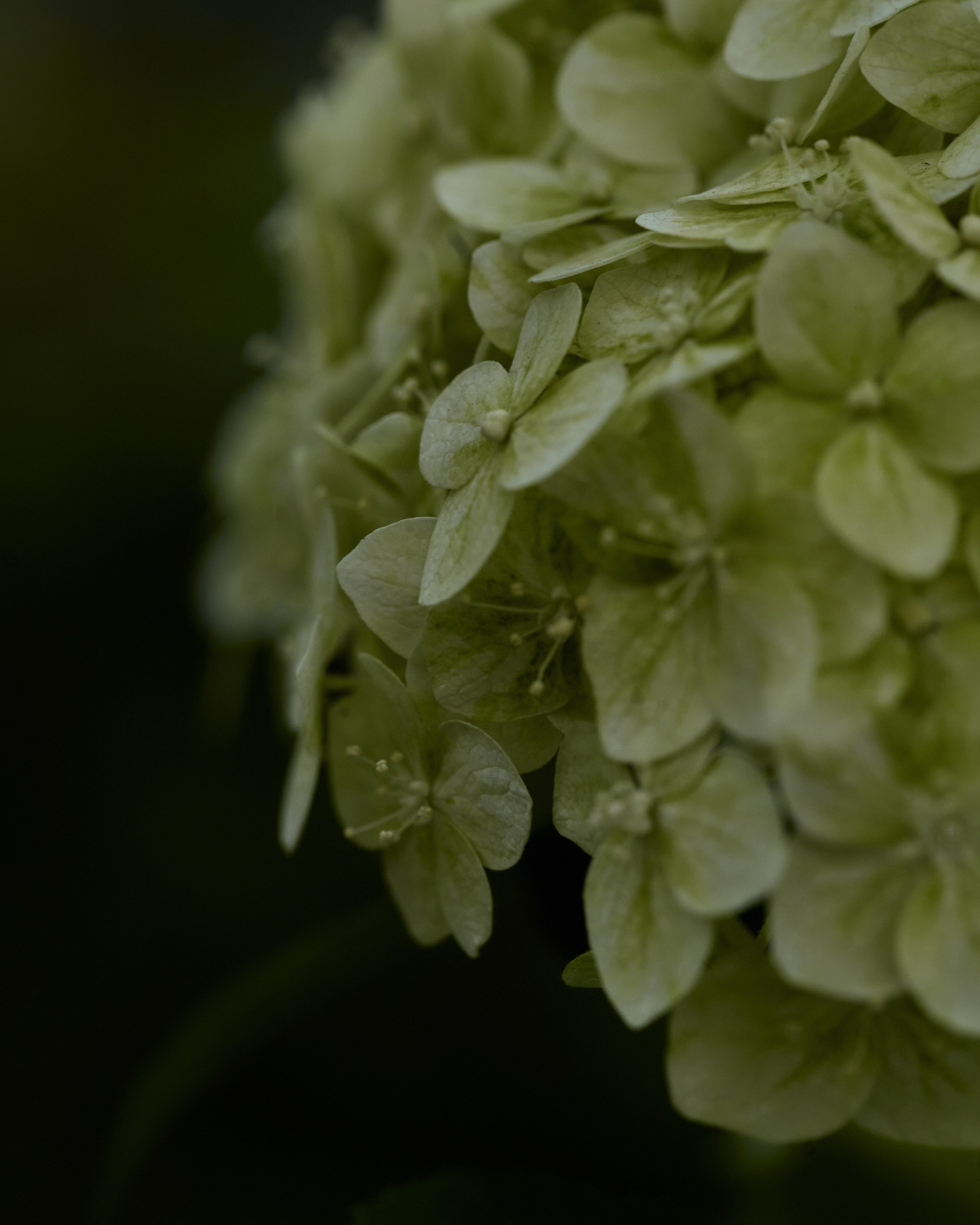 CORNUS. Фотограф Москва Сергей Громов