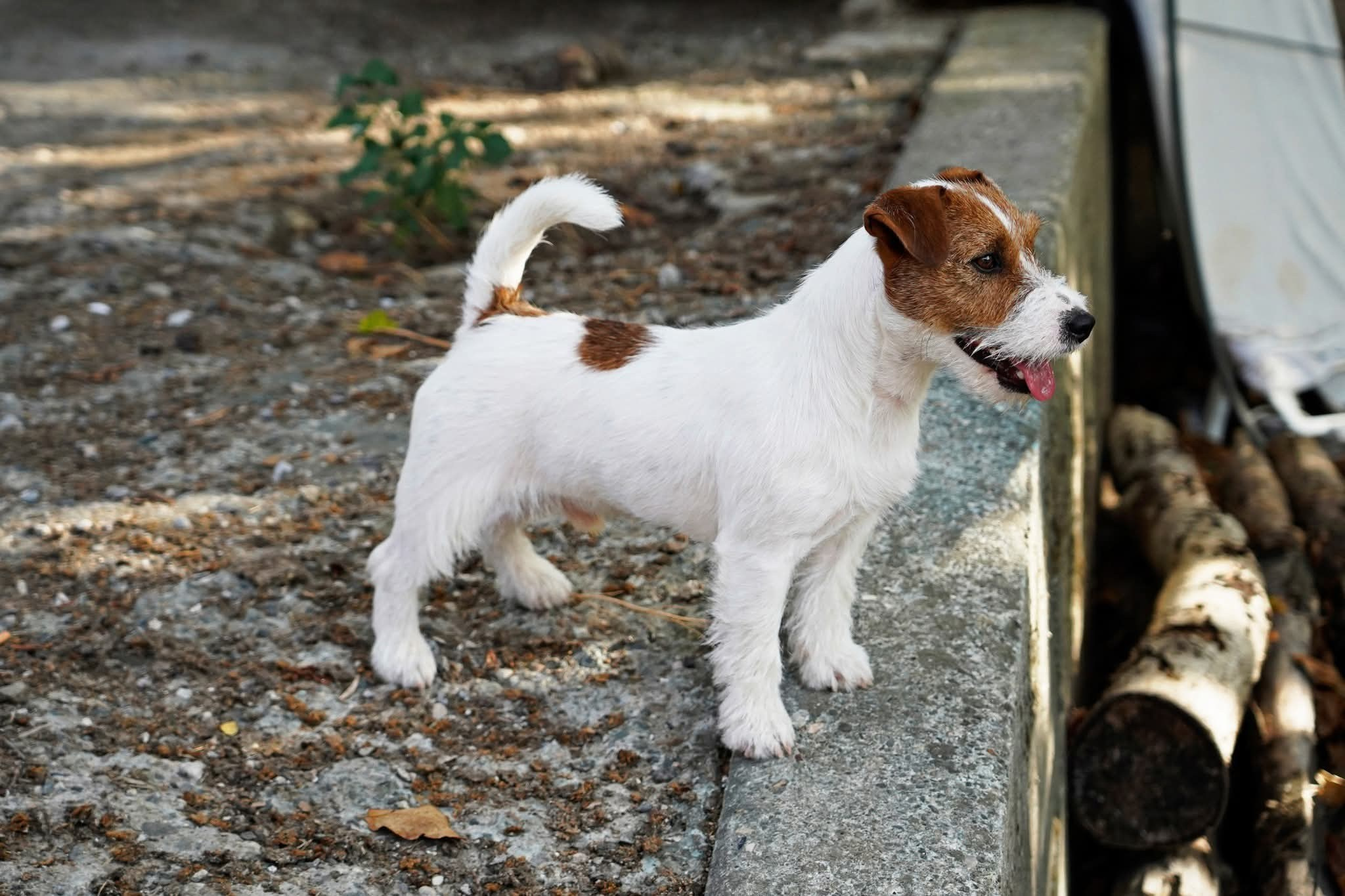 Hunter Hawk Sailor. Lovely-Orange питомник джек рассел терьеров