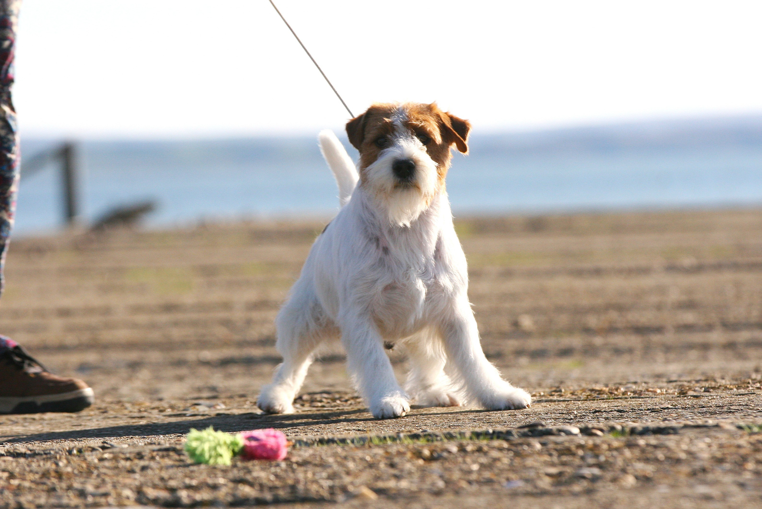 Lovely-Orange Altair. Lovely-Orange питомник джек рассел терьеров