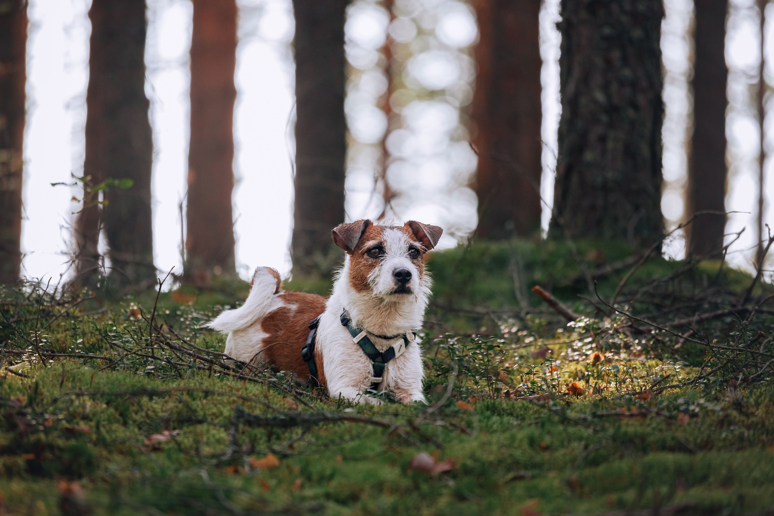 Фотопрогулка в Ленобласти. Фотограф-анималист Татьяна Степанова