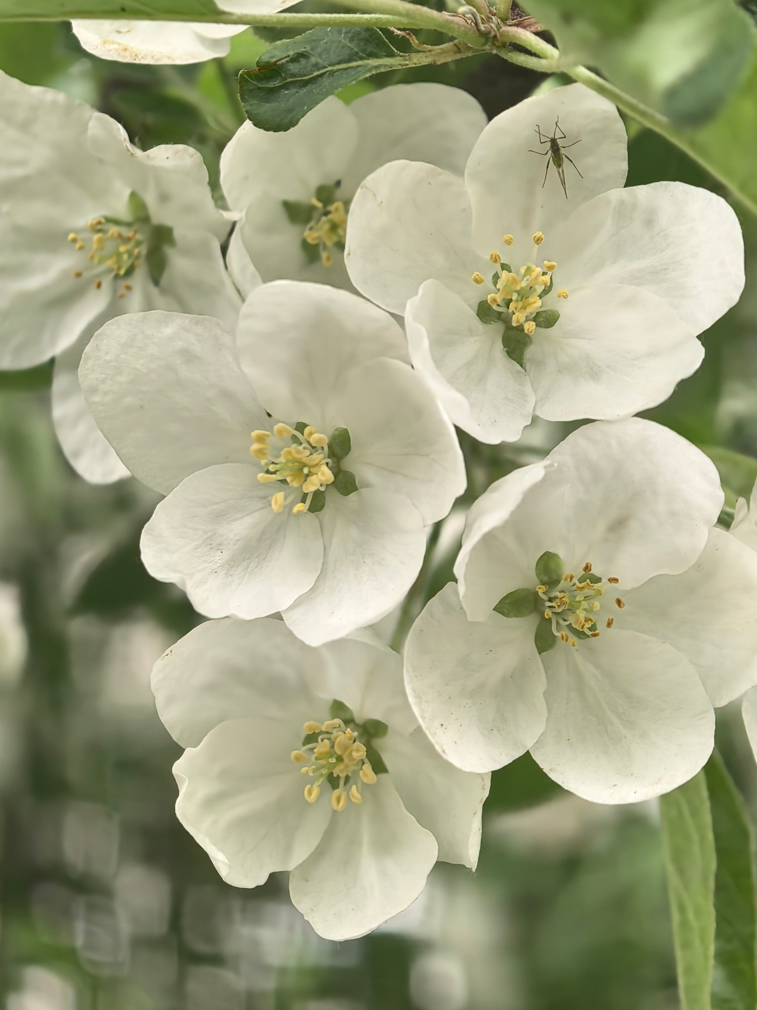 ПочтиМАКРО. Школьные выпускные альбомы в Москве Марина Николаева
