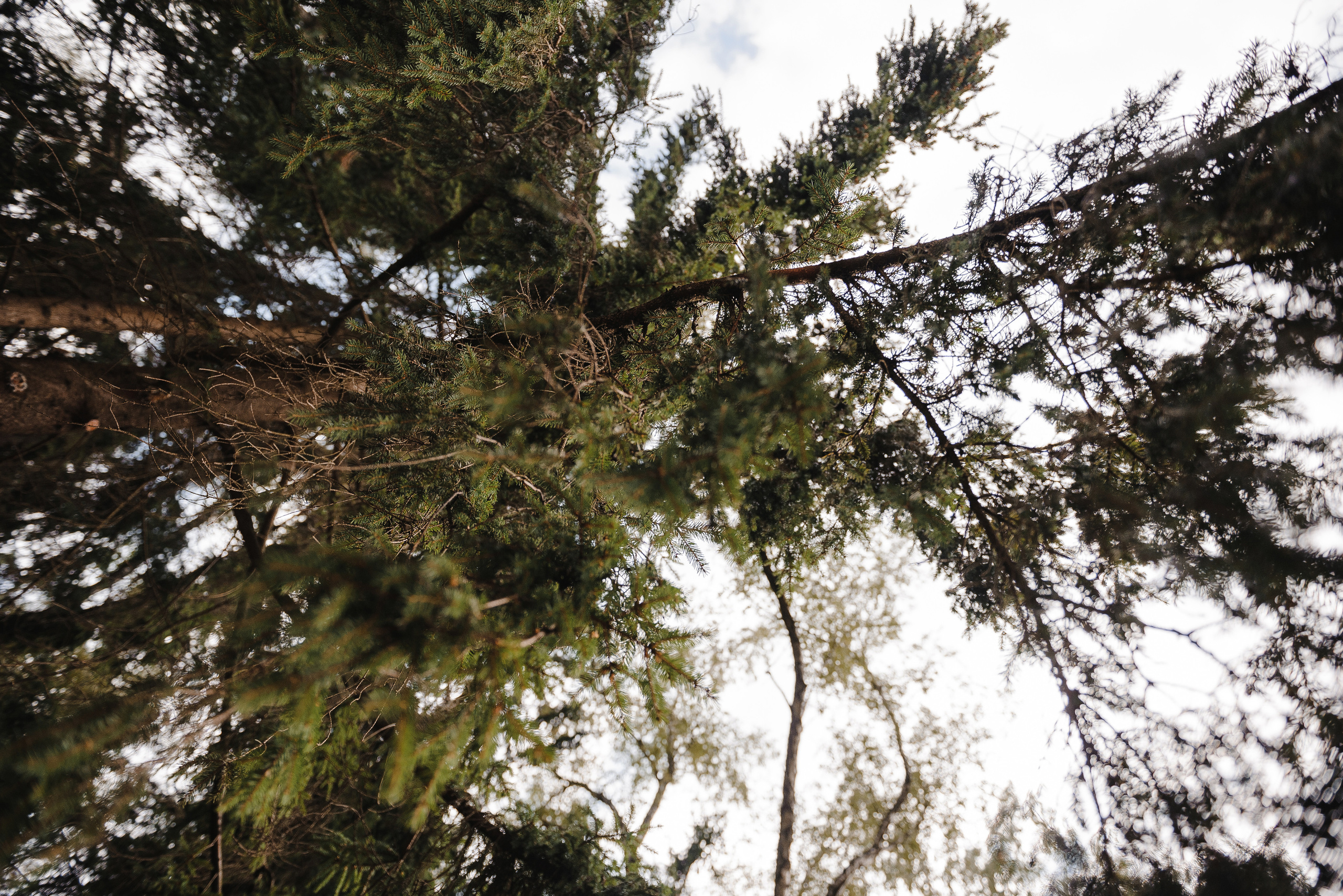Михаил и Ксения. Свадебный фотограф в Москве Алексей Тук