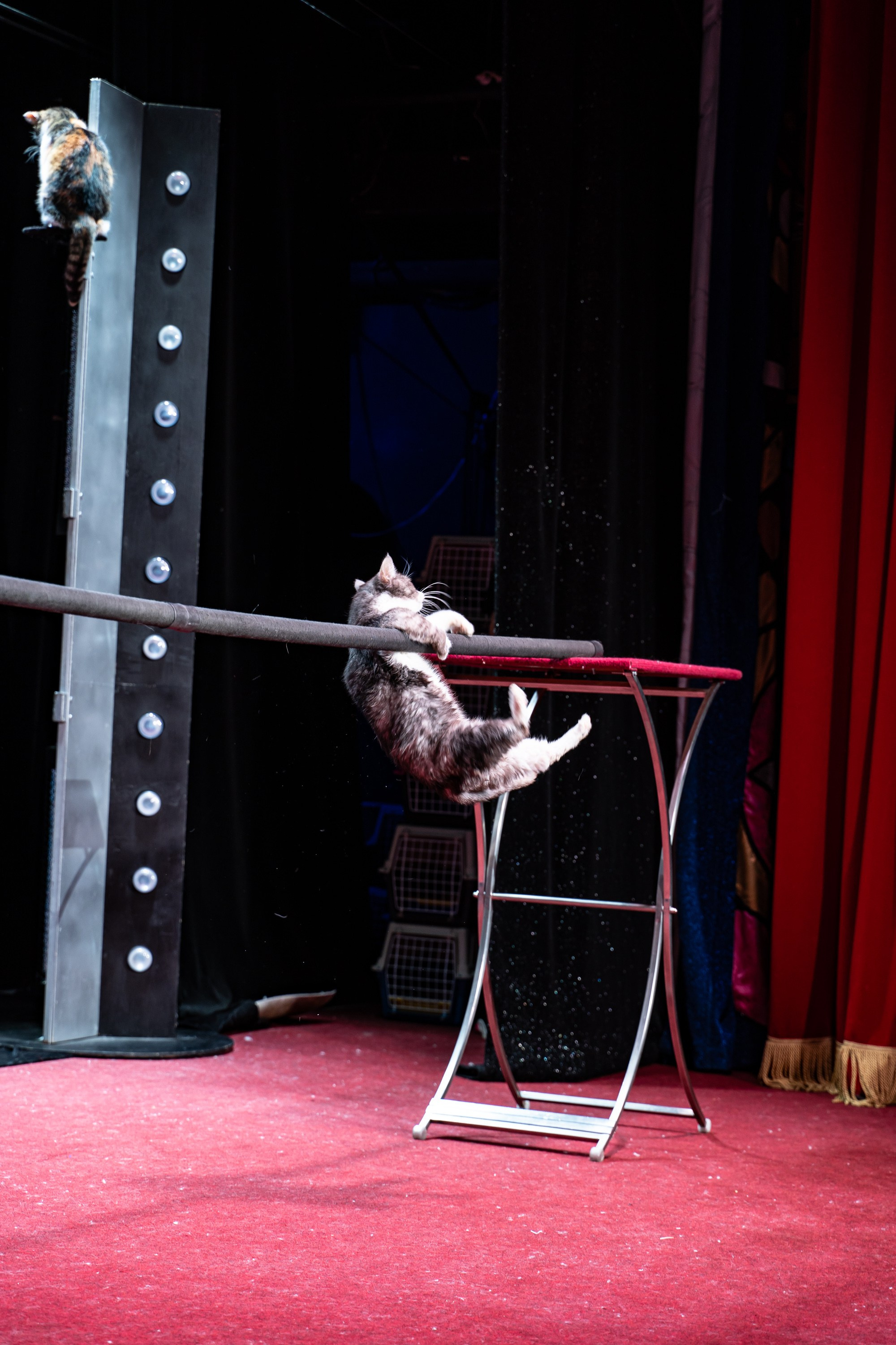 Театр Куклачева и его закулисье. Разноплановый фотограф в Москве