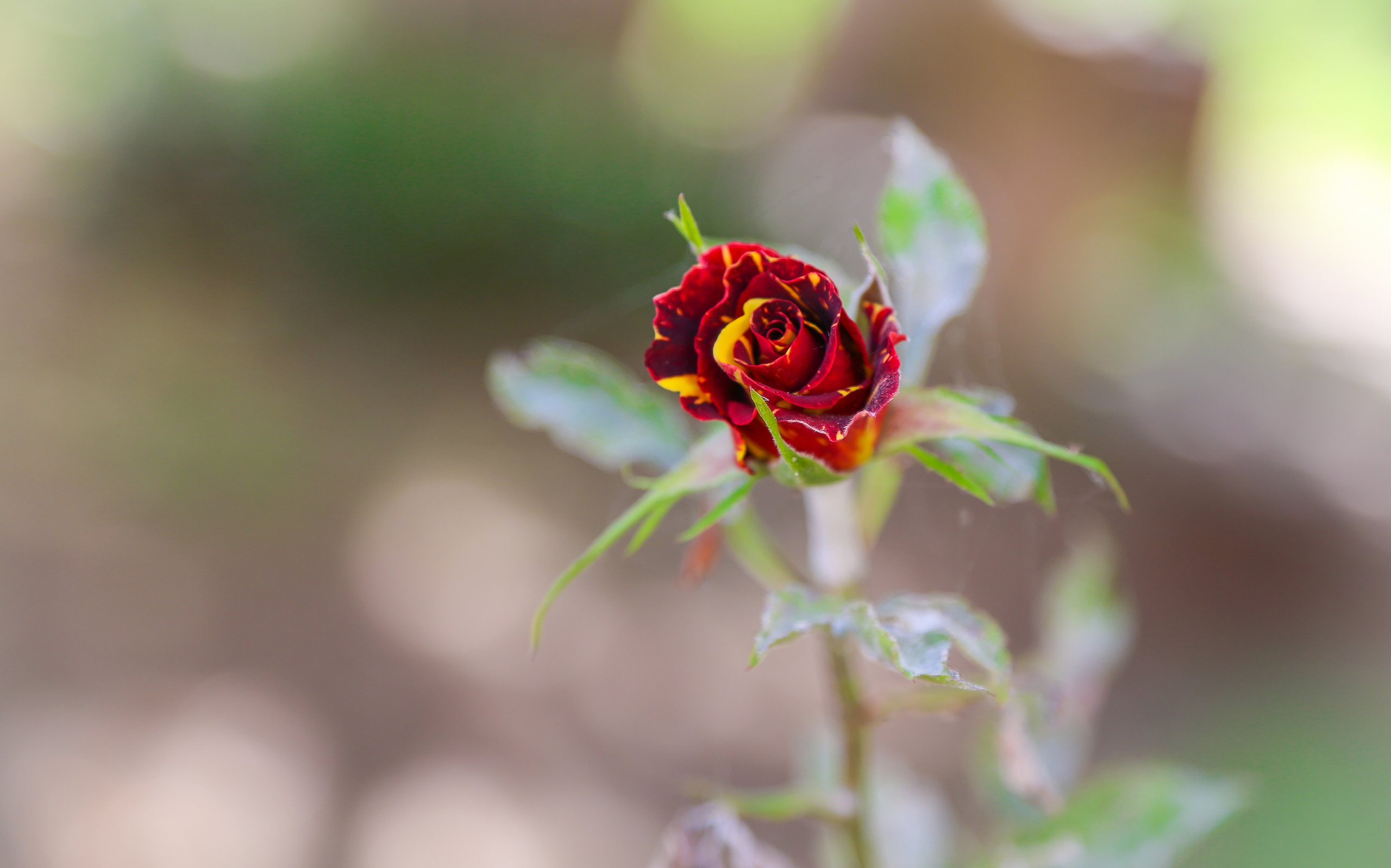 Израиль: Иерусалим. Дарья Письменюк / Darya Leitstern — фотограф, музыкант, журналист, путешественник