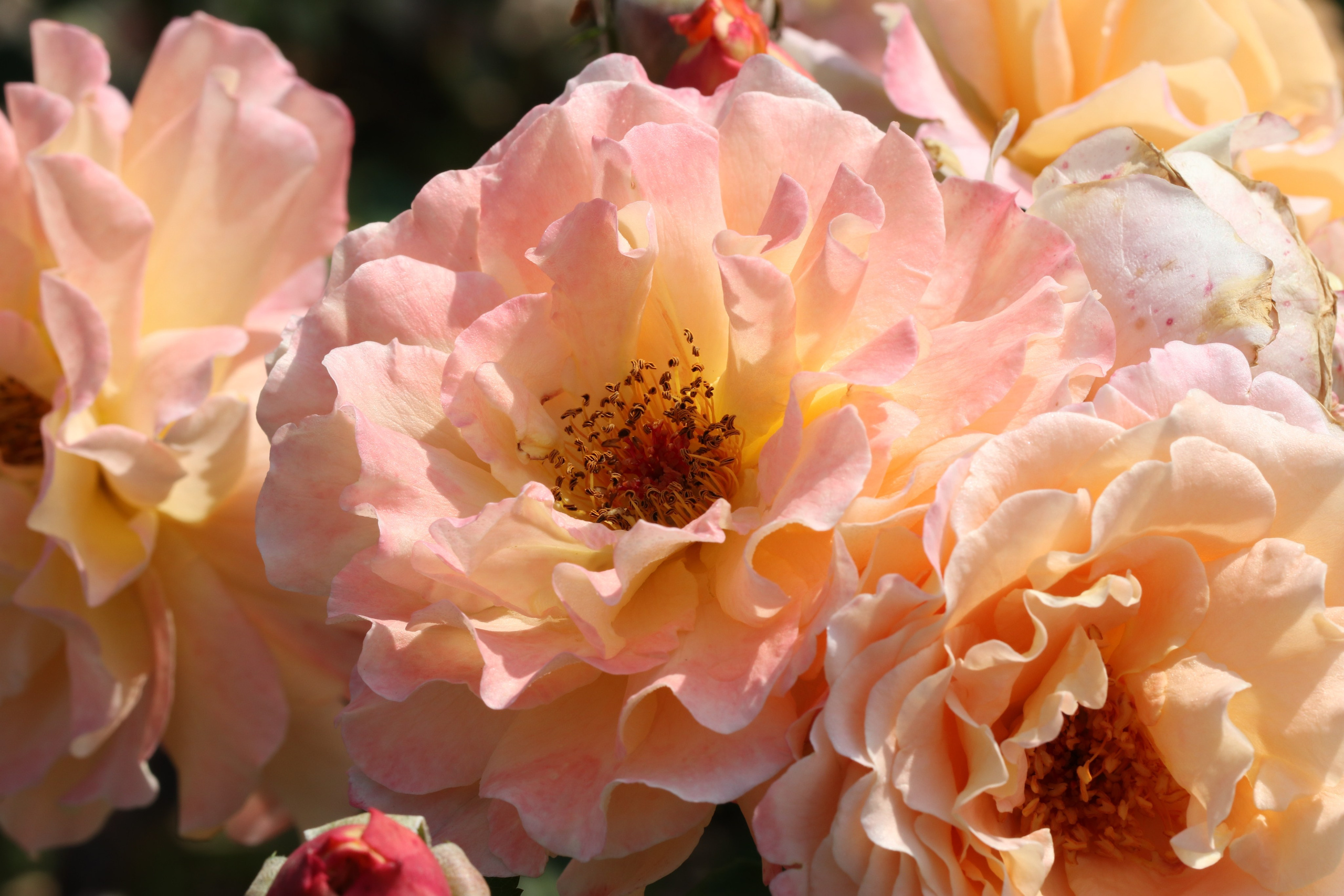 Долина роз в Кисловодске. Фото-художник и Репортажный фотограф Николаев Александр Алексеевич