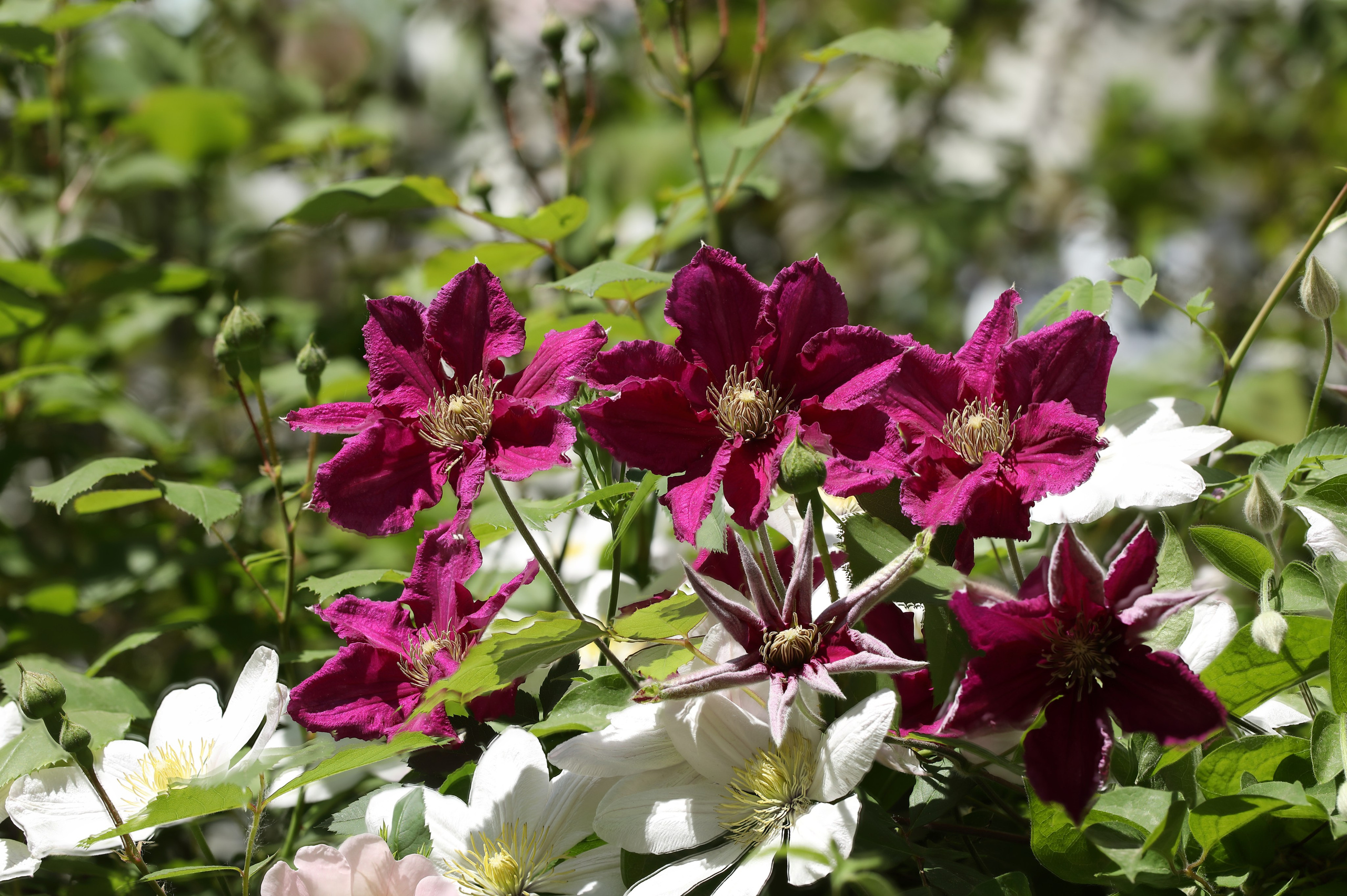 Цветы моего города. Фото-художник и Репортажный фотограф Николаев Александр Алексеевич