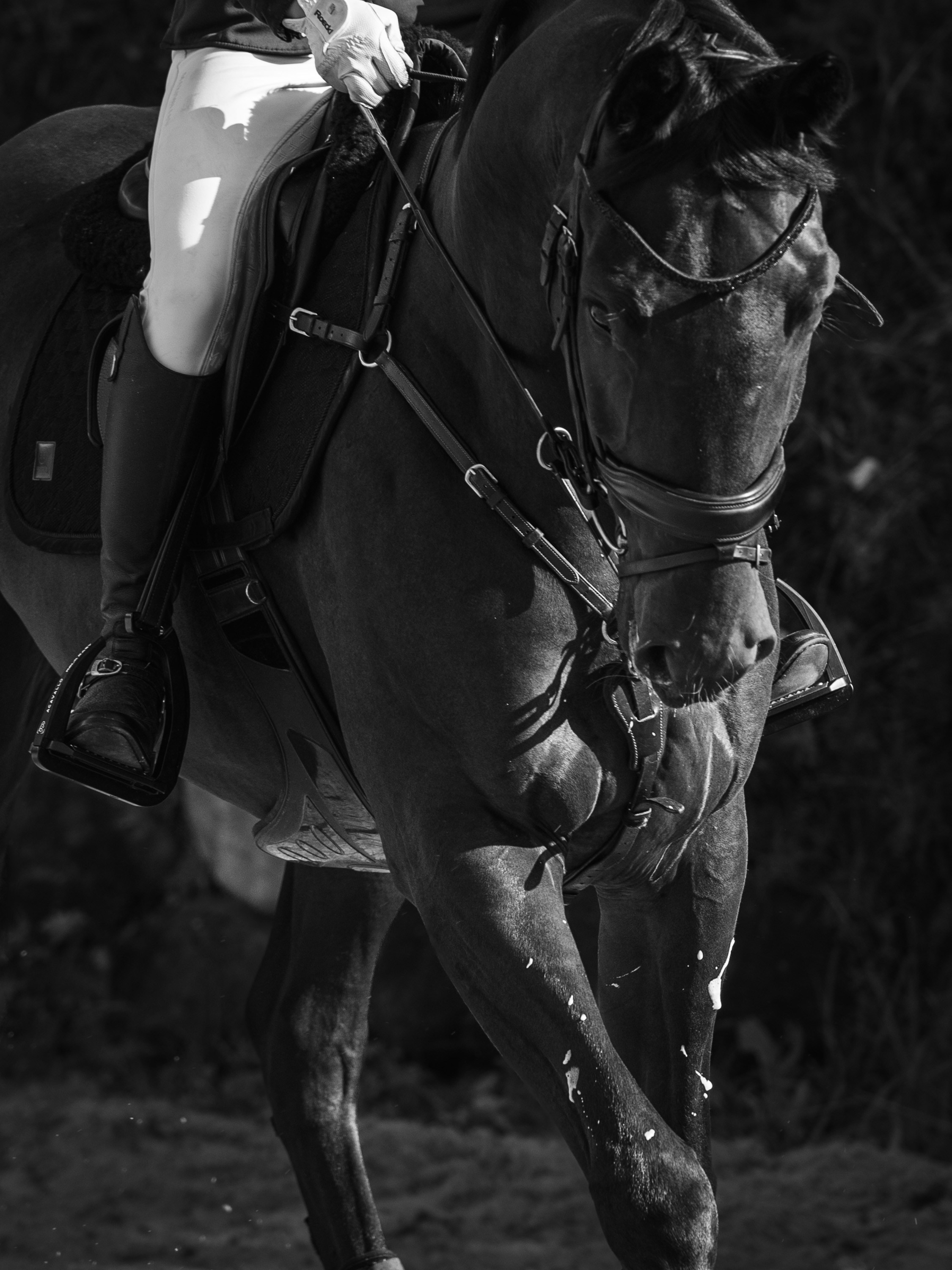 Конный спорт. Alexandrovna photography