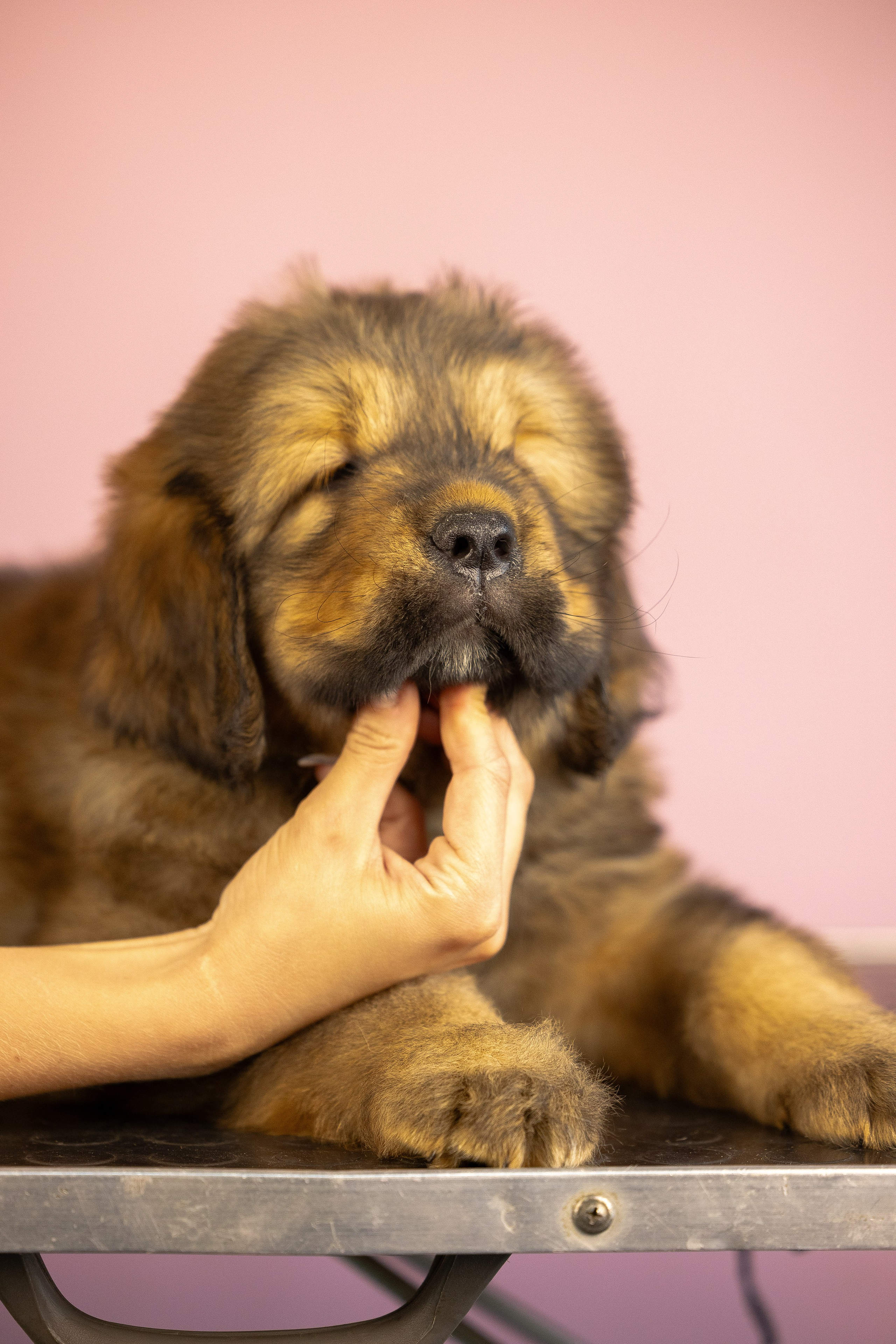 Тибетский мастиф. Фотограф и видеограф анималист Аганина Дарья