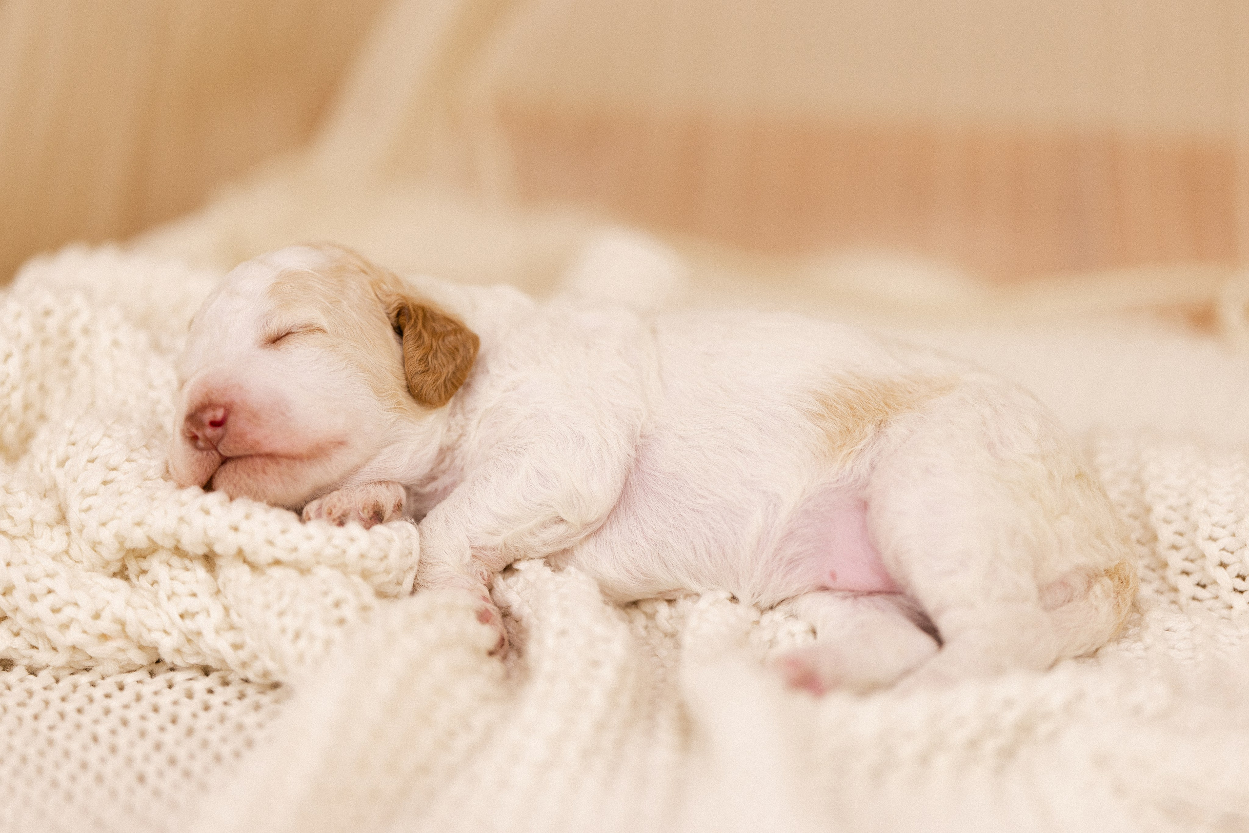 Лаготто Романьоло. Фотограф и видеограф анималист Аганина Дарья