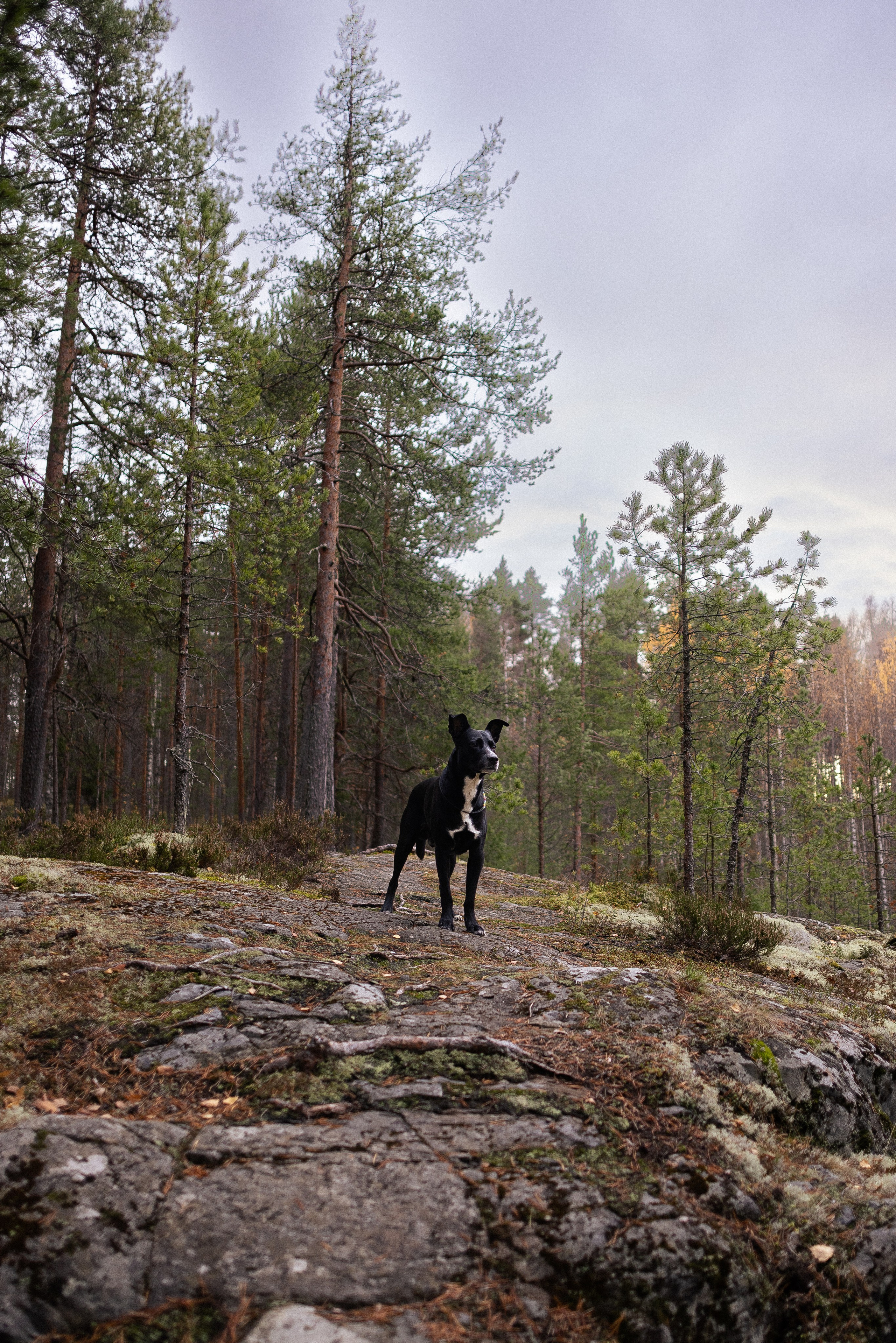 Karelia. Фотограф и видеограф анималист Аганина Дарья