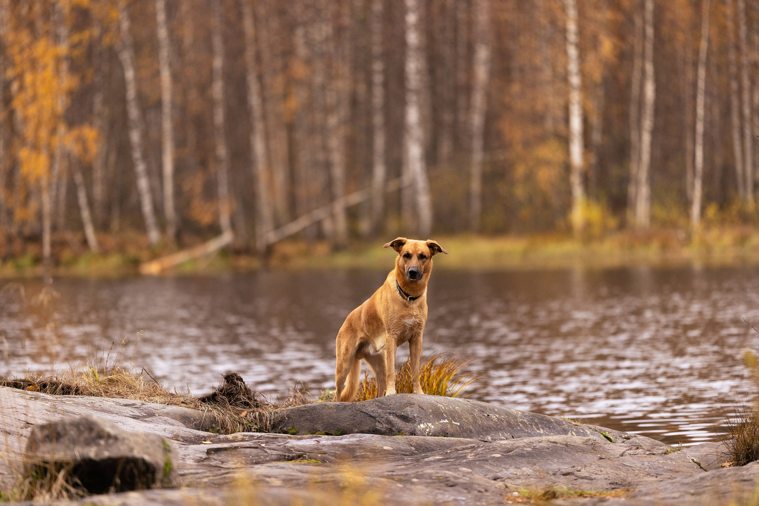 Karelia. Фотограф и видеограф анималист Аганина Дарья