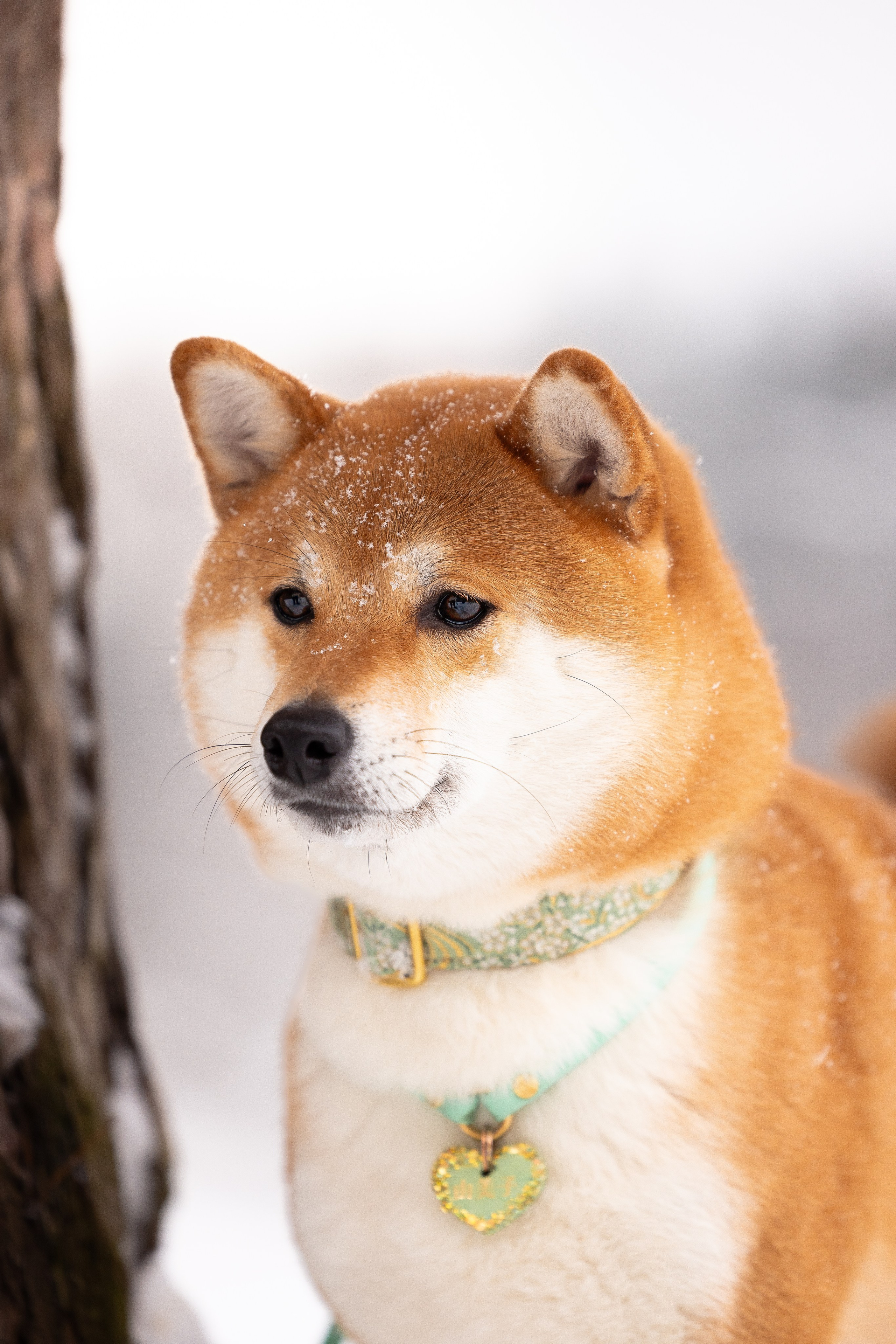 Юми, Серж и Тоши. Фотограф и видеограф анималист Аганина Дарья