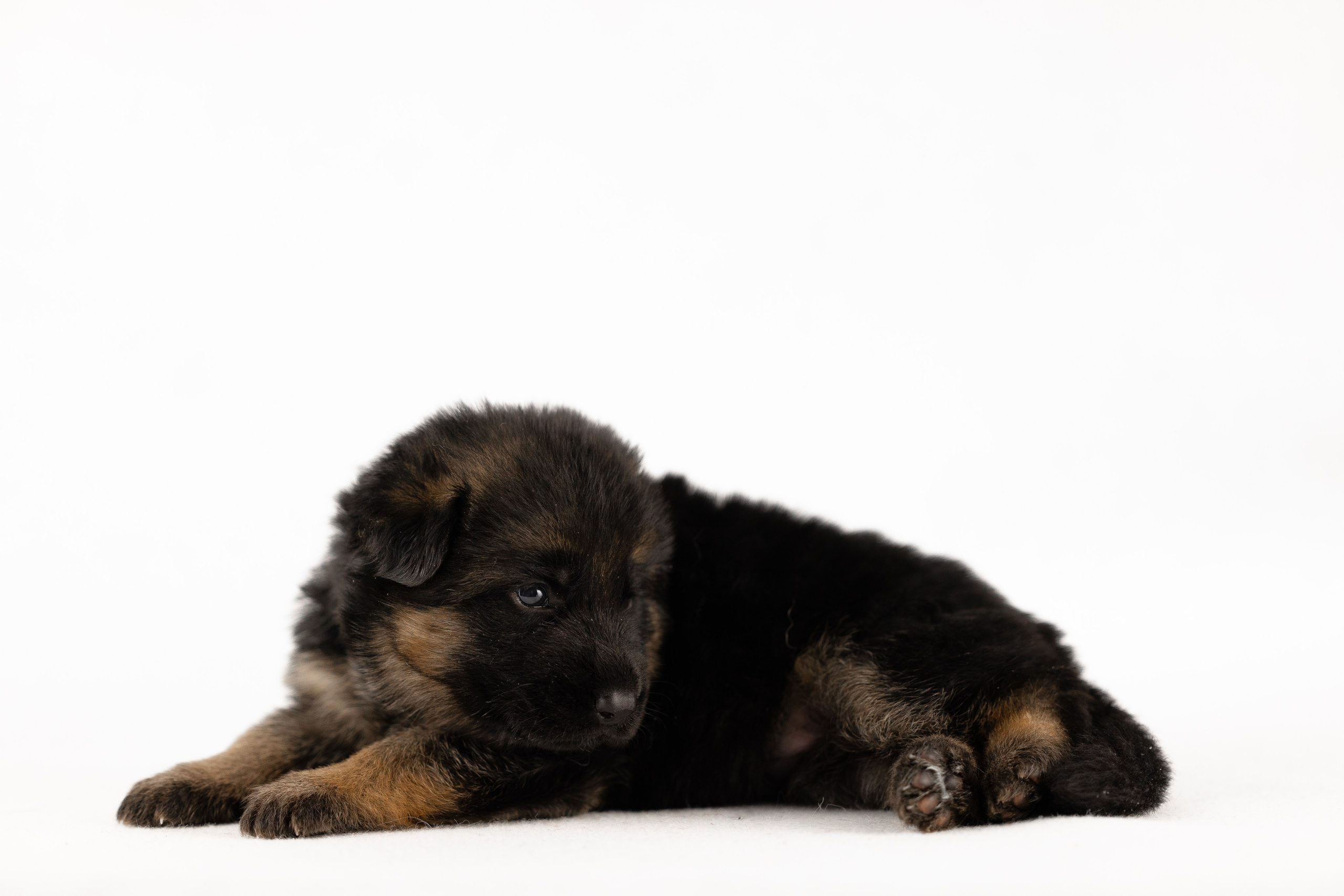 Немецкая овчарка. Фотограф и видеограф анималист Аганина Дарья