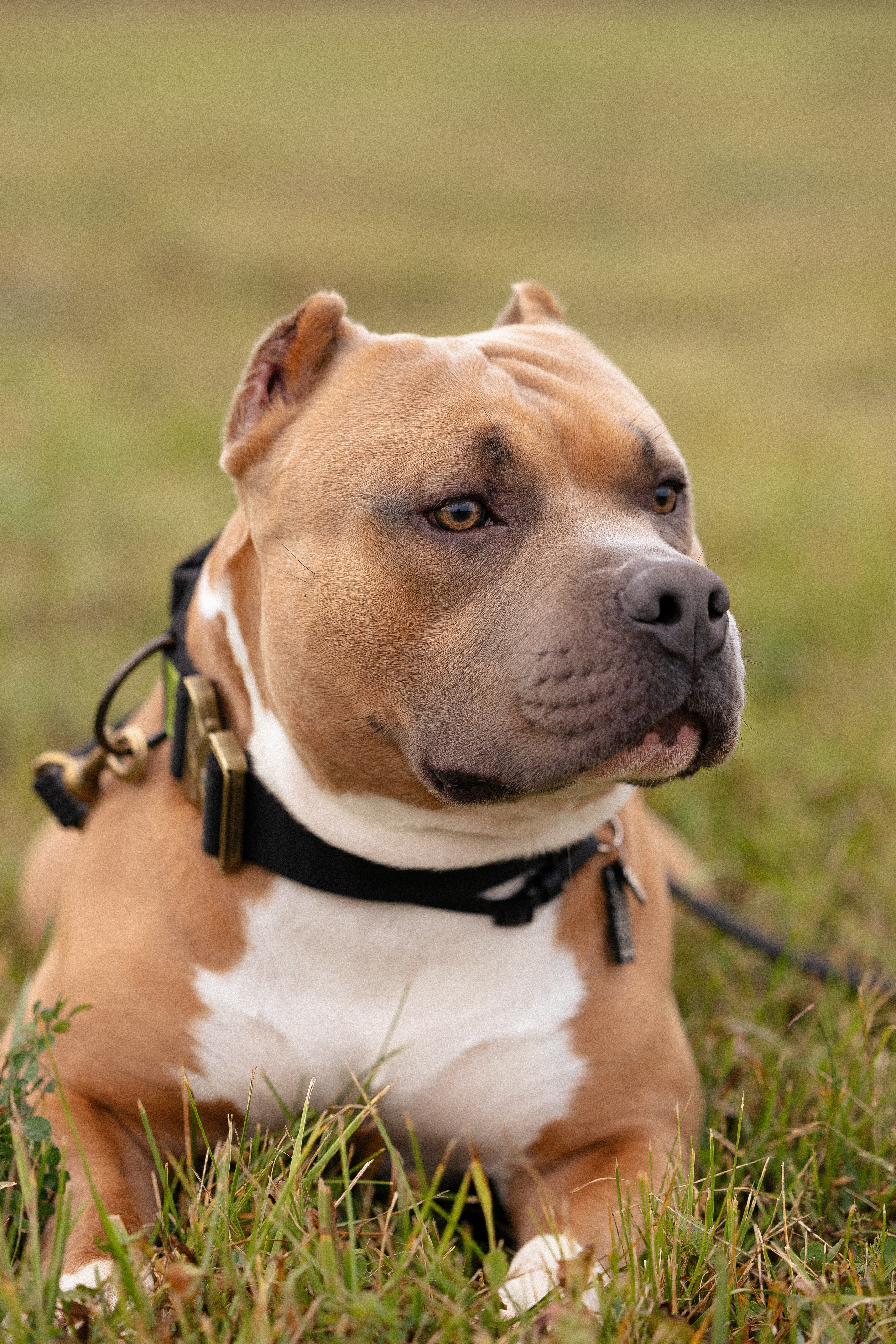 Алена и Тор. Фотограф и видеограф анималист Аганина Дарья