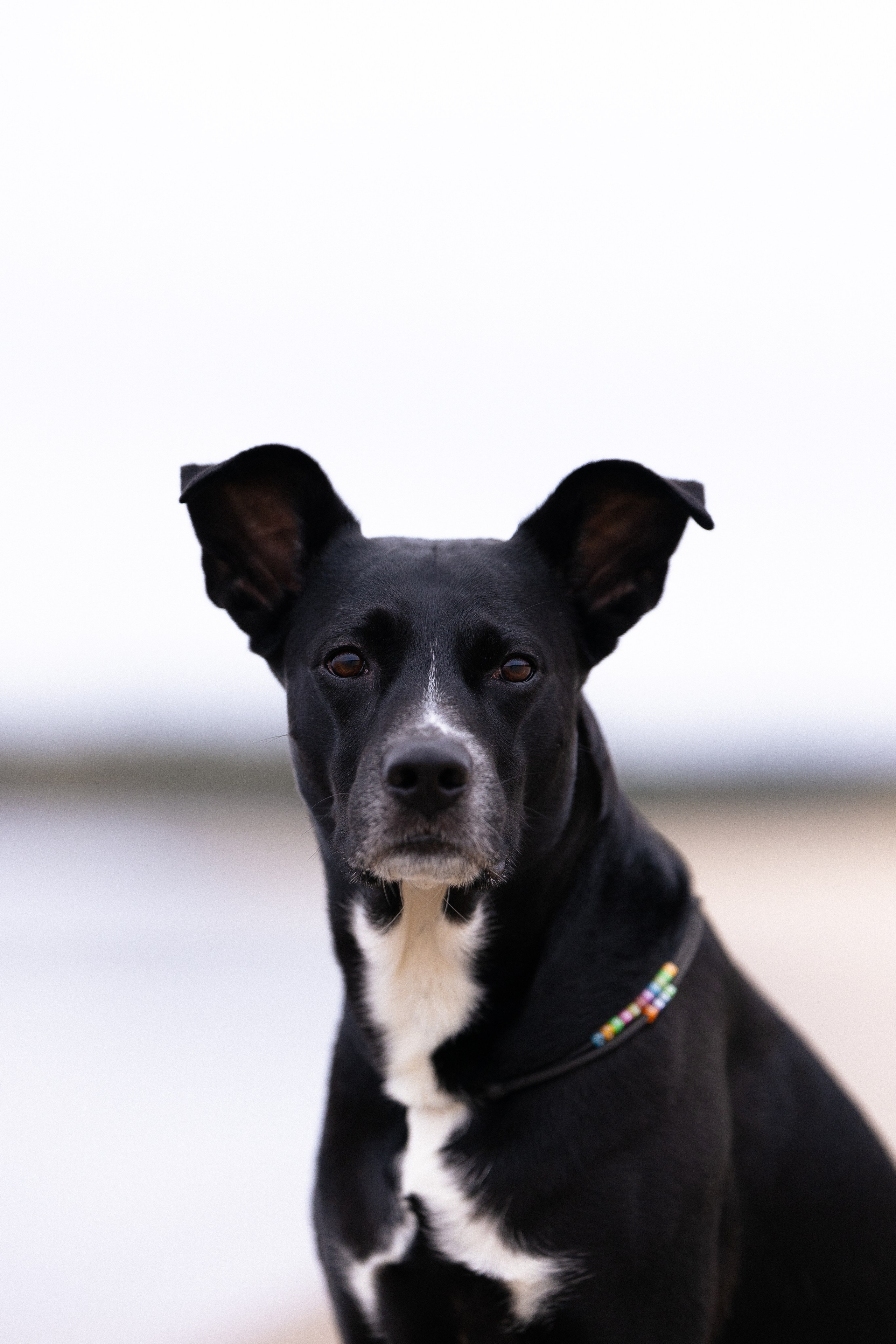 Karelia. Фотограф и видеограф анималист Аганина Дарья