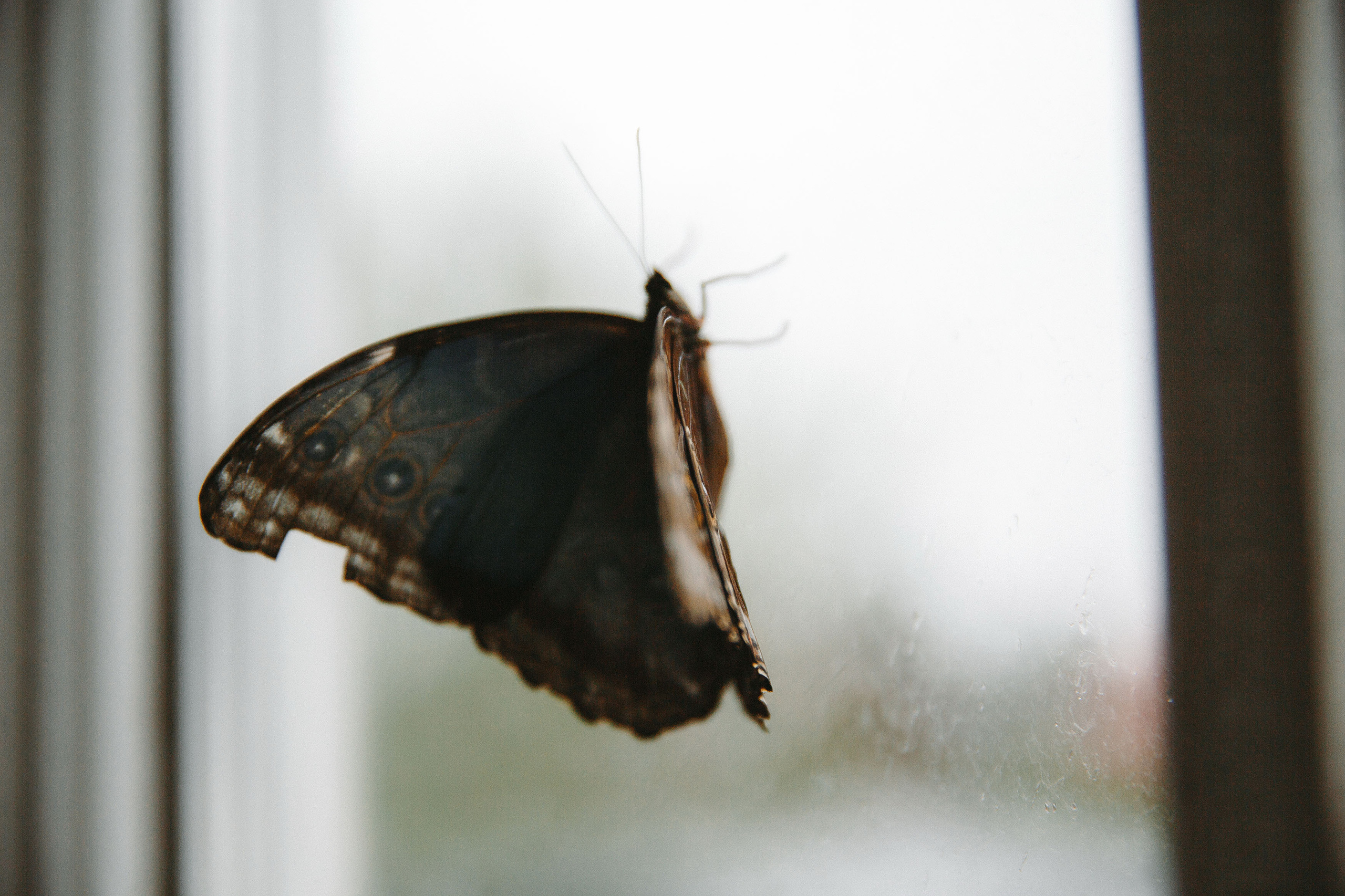 Свадебная фотосессия в резиденции Шеносо (Красногорск)