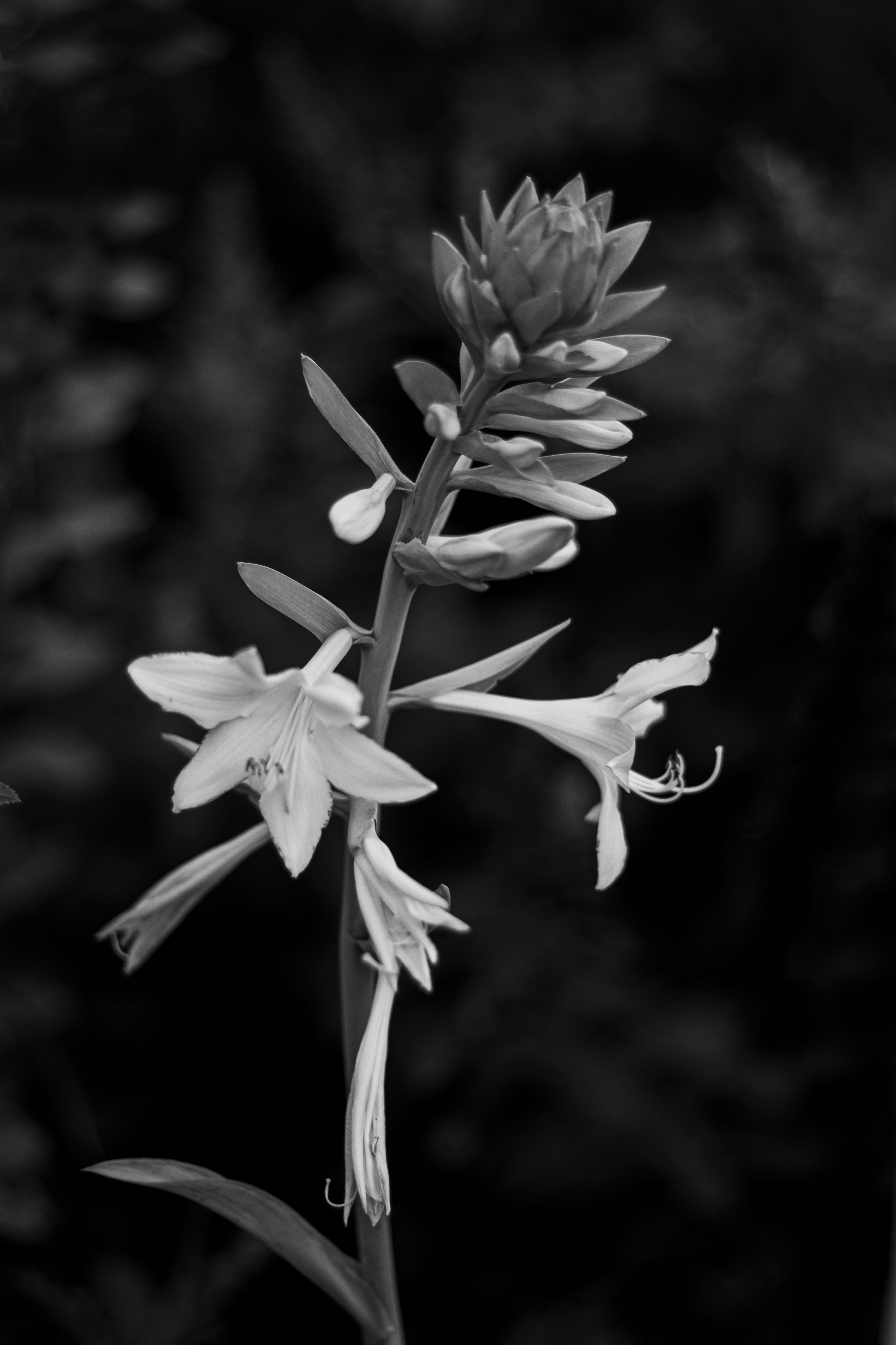 八月的花园 – 充满温暖与色彩的夏日自然摄影