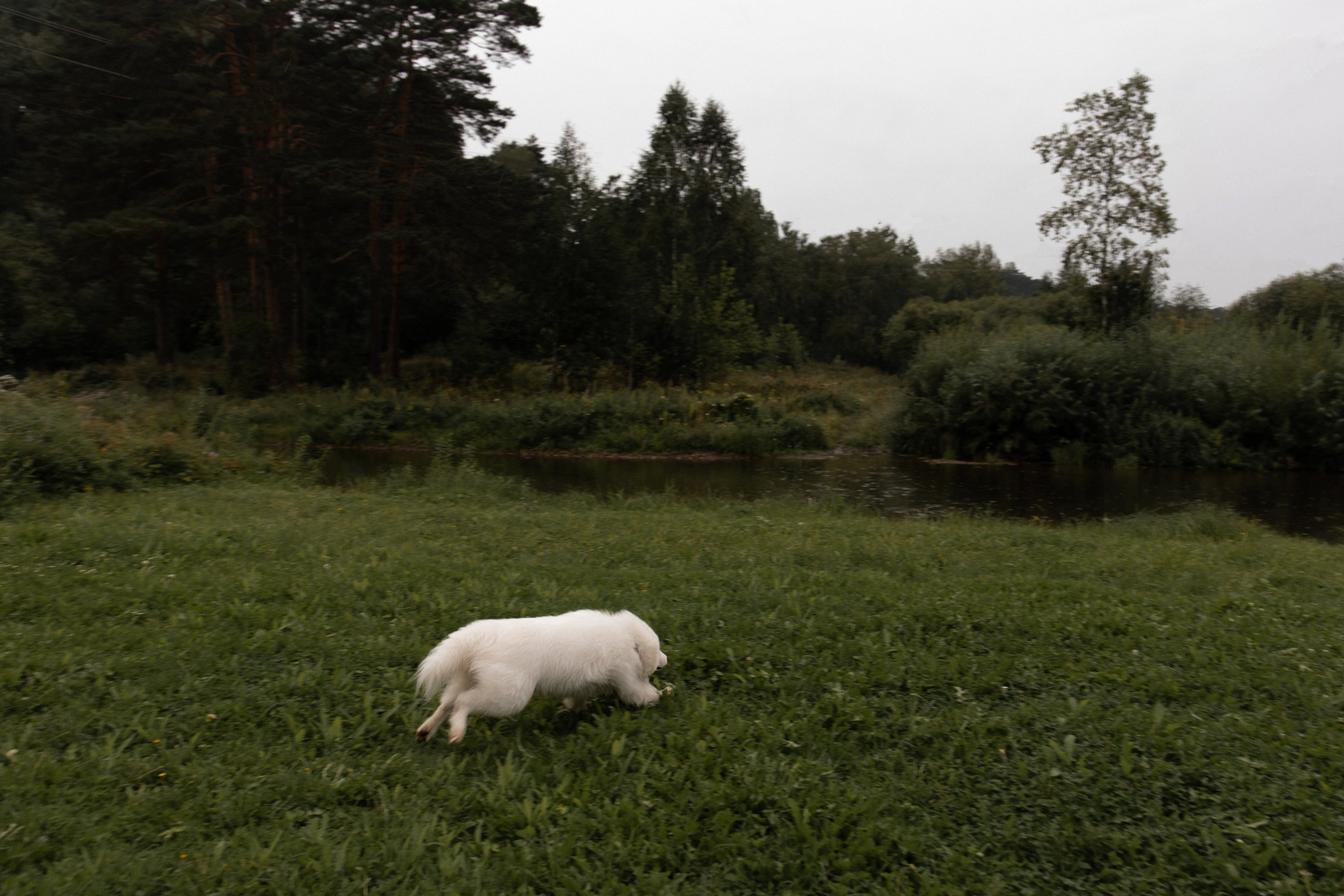 Wedding. Главная