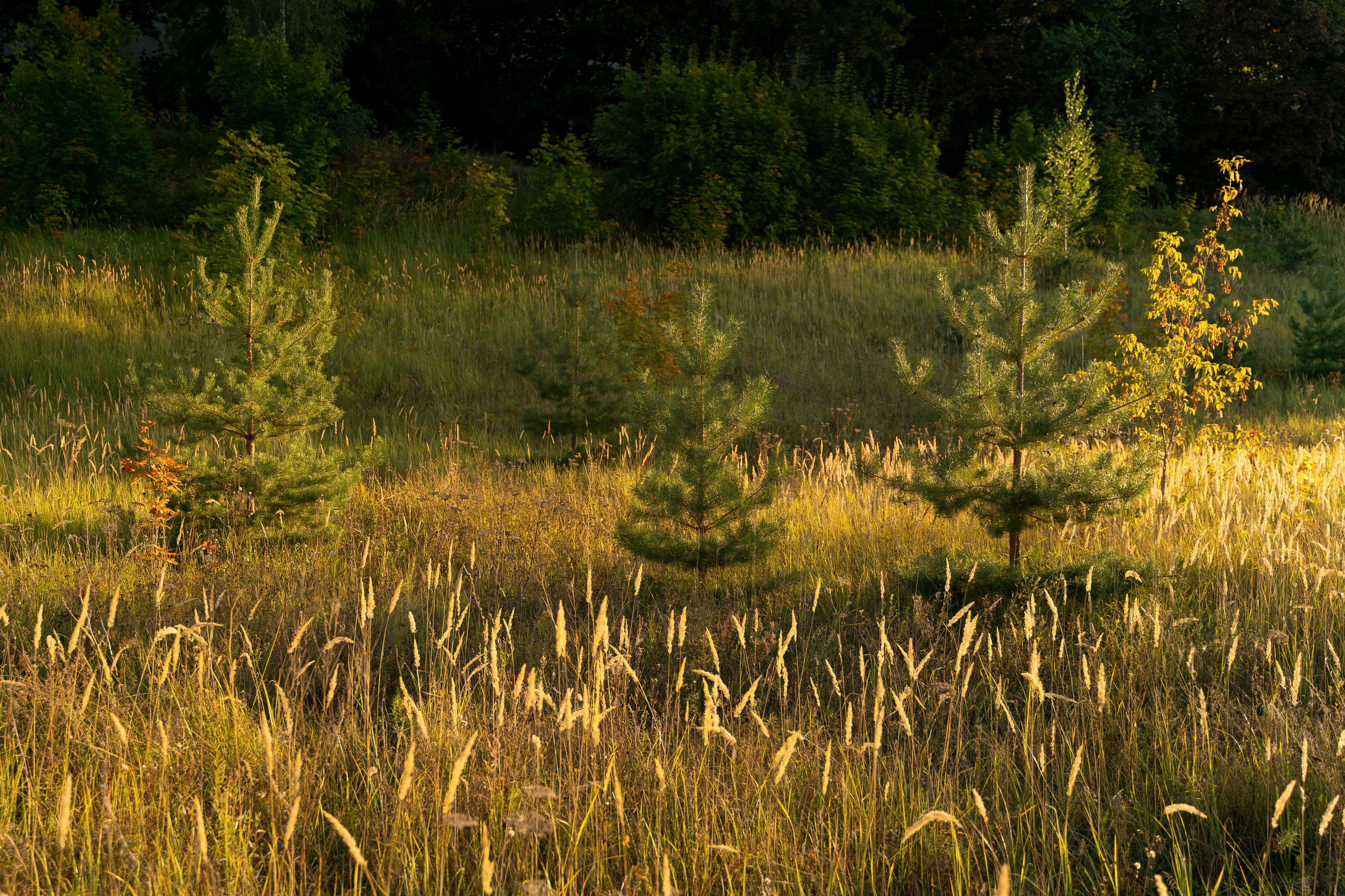 Галина. Фотограф в Нижнем Новгороде Алексей Уковский