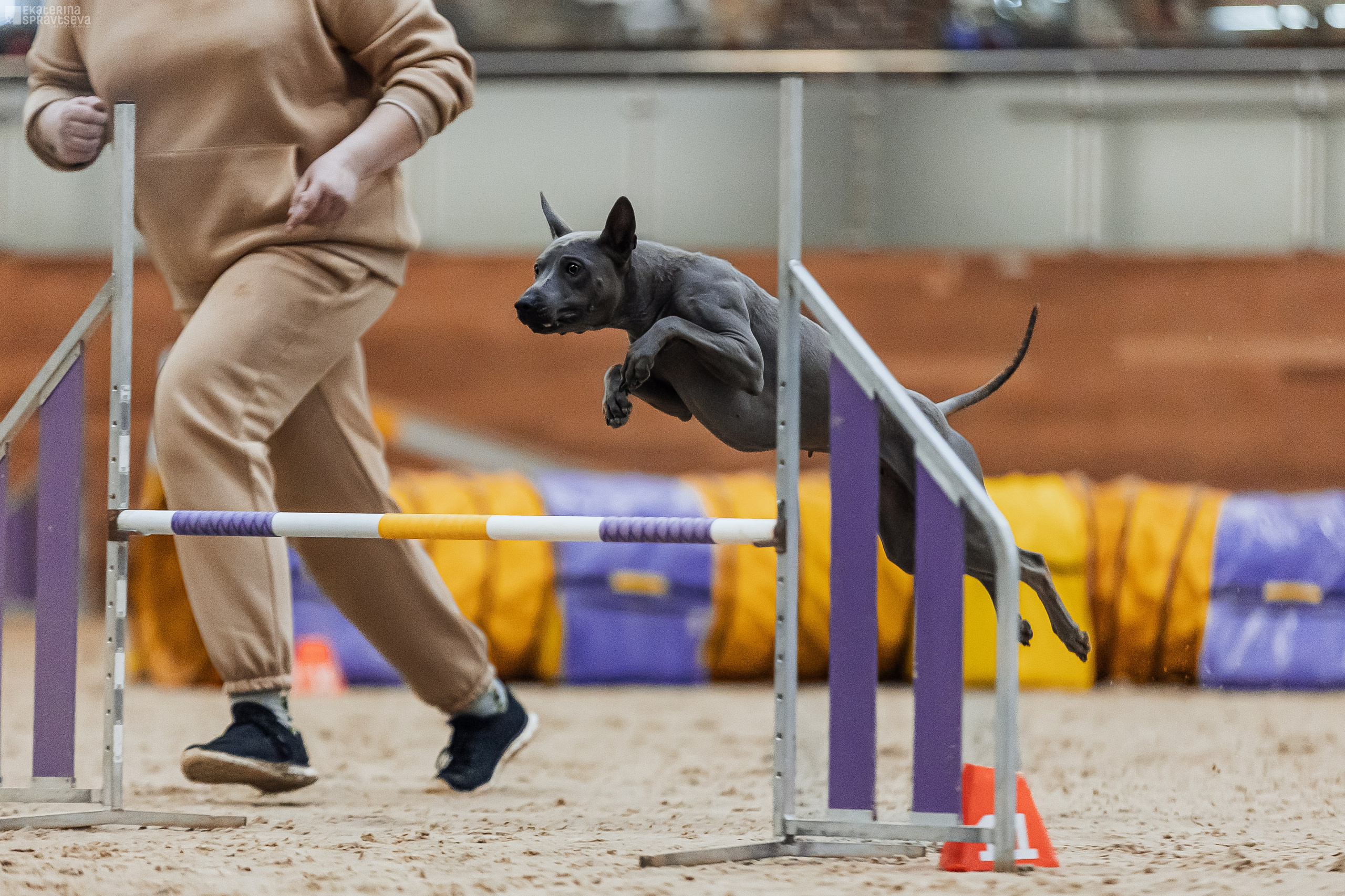 ЧРКФ Аджилити в Максима. Фотограф Анималист Екатерина Справцева в Нижнем Новгороде