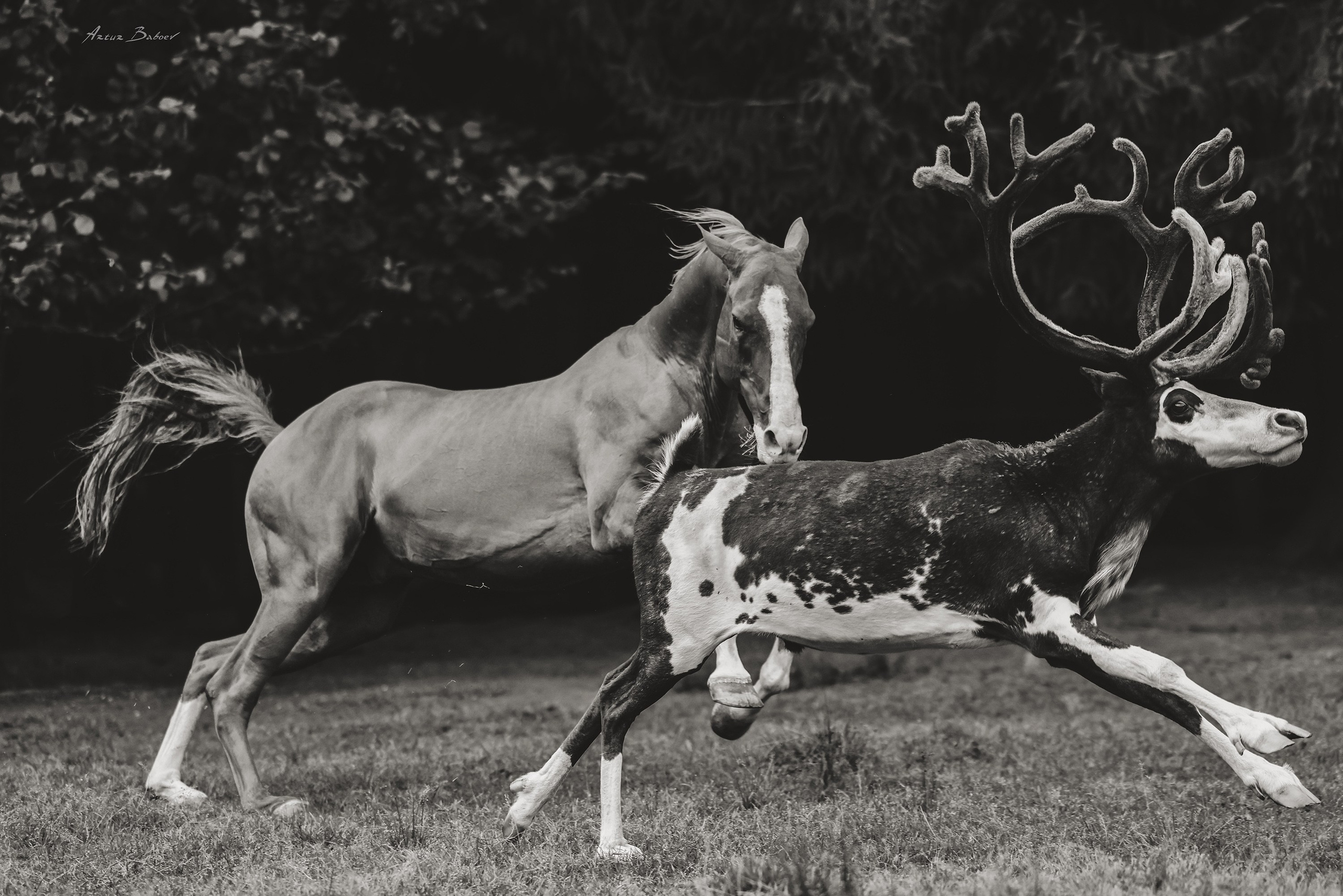 Gallery. Art photos of horses — ARTUR BABOEV | Photographer