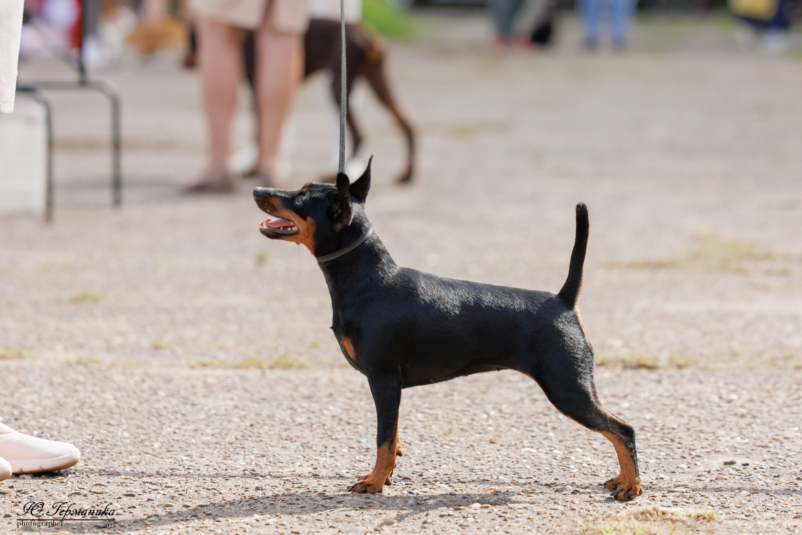 Тверь 10.08.2025. Фотограф-анималист Юлия Германика