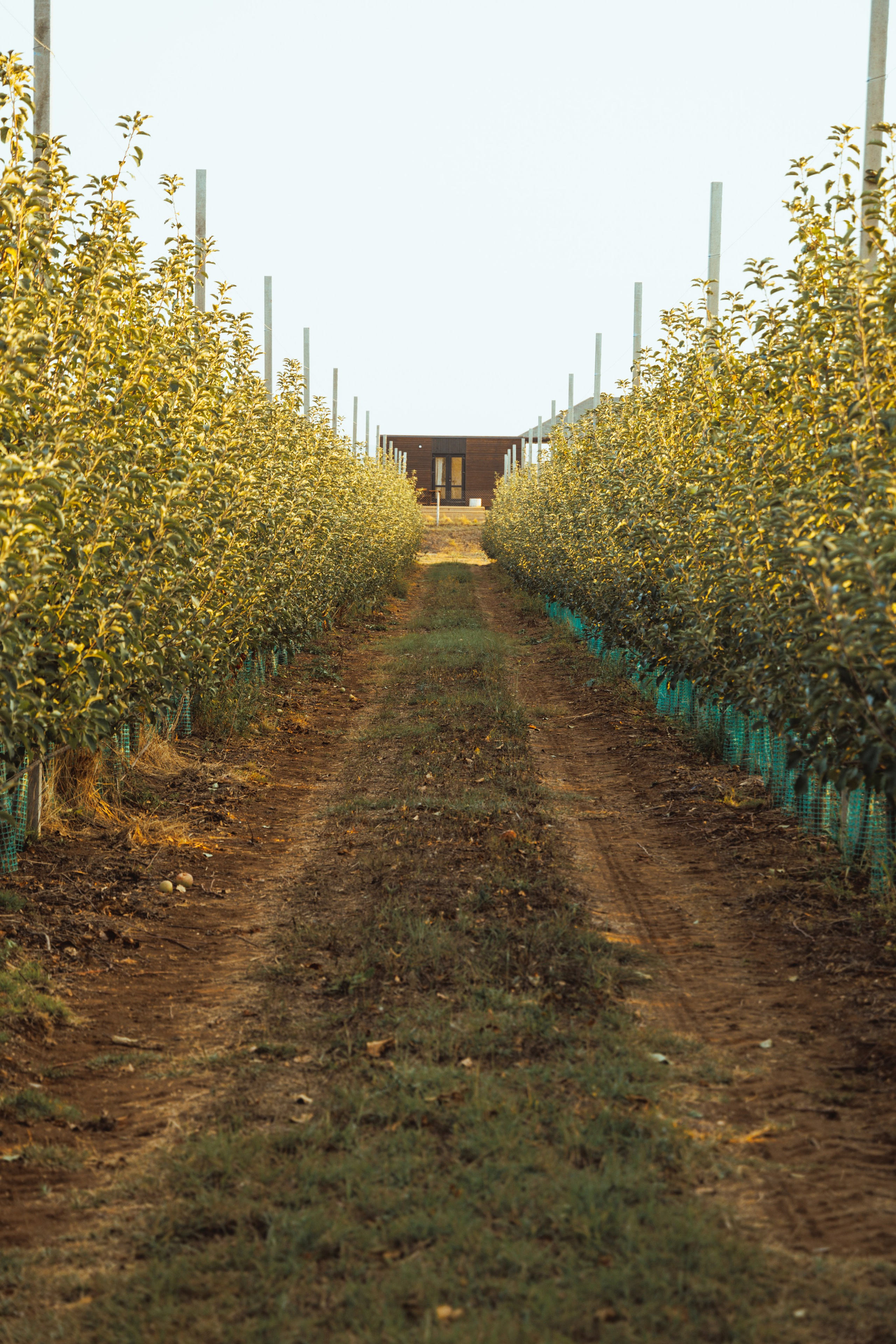 Domik в саду. Артем Корнев Фотограф