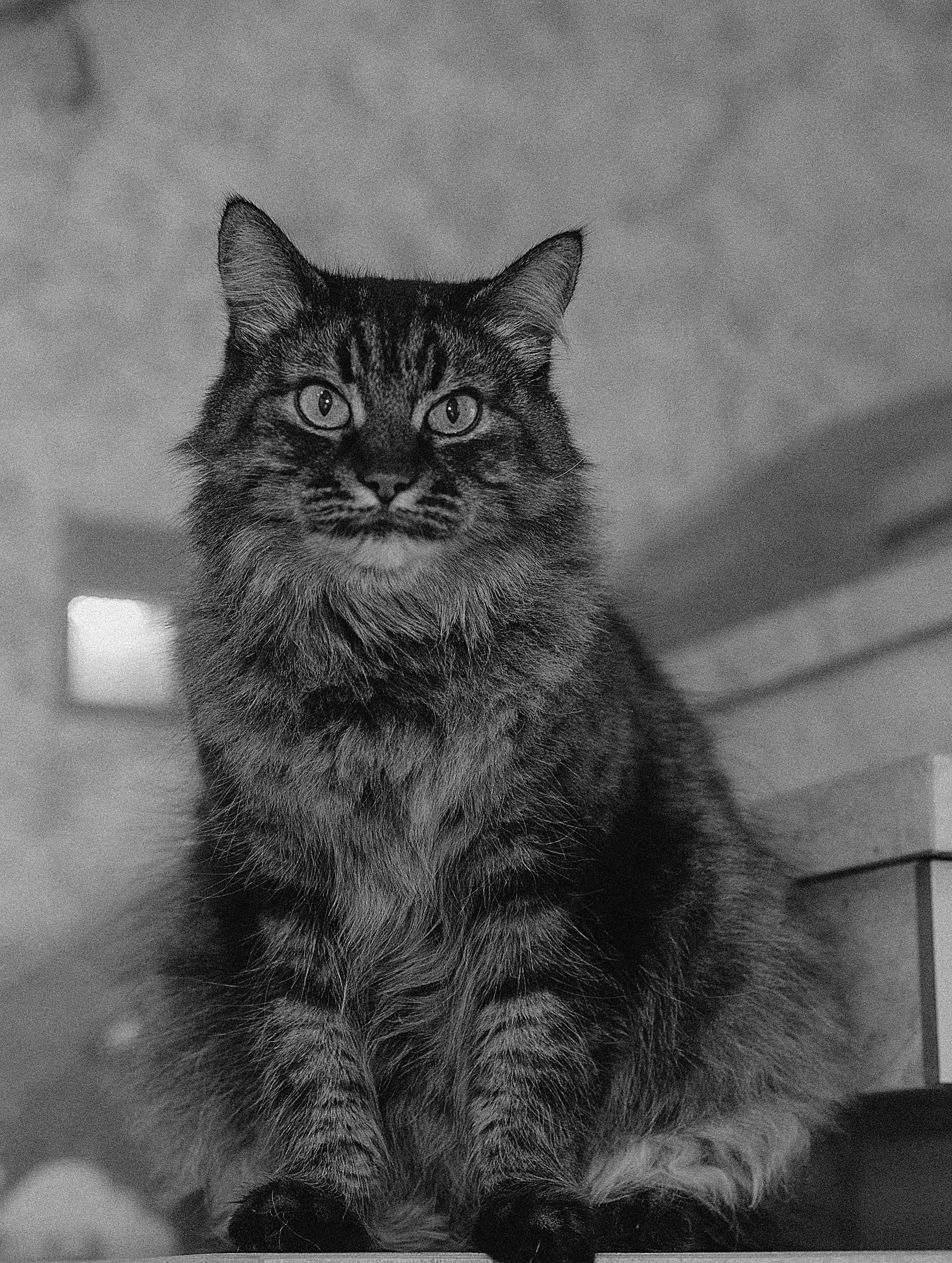 Зимний день Сергея, Софии и «хвостиков». Женский и семейный фотограф Сочи и Краснодар Ольга Маловик