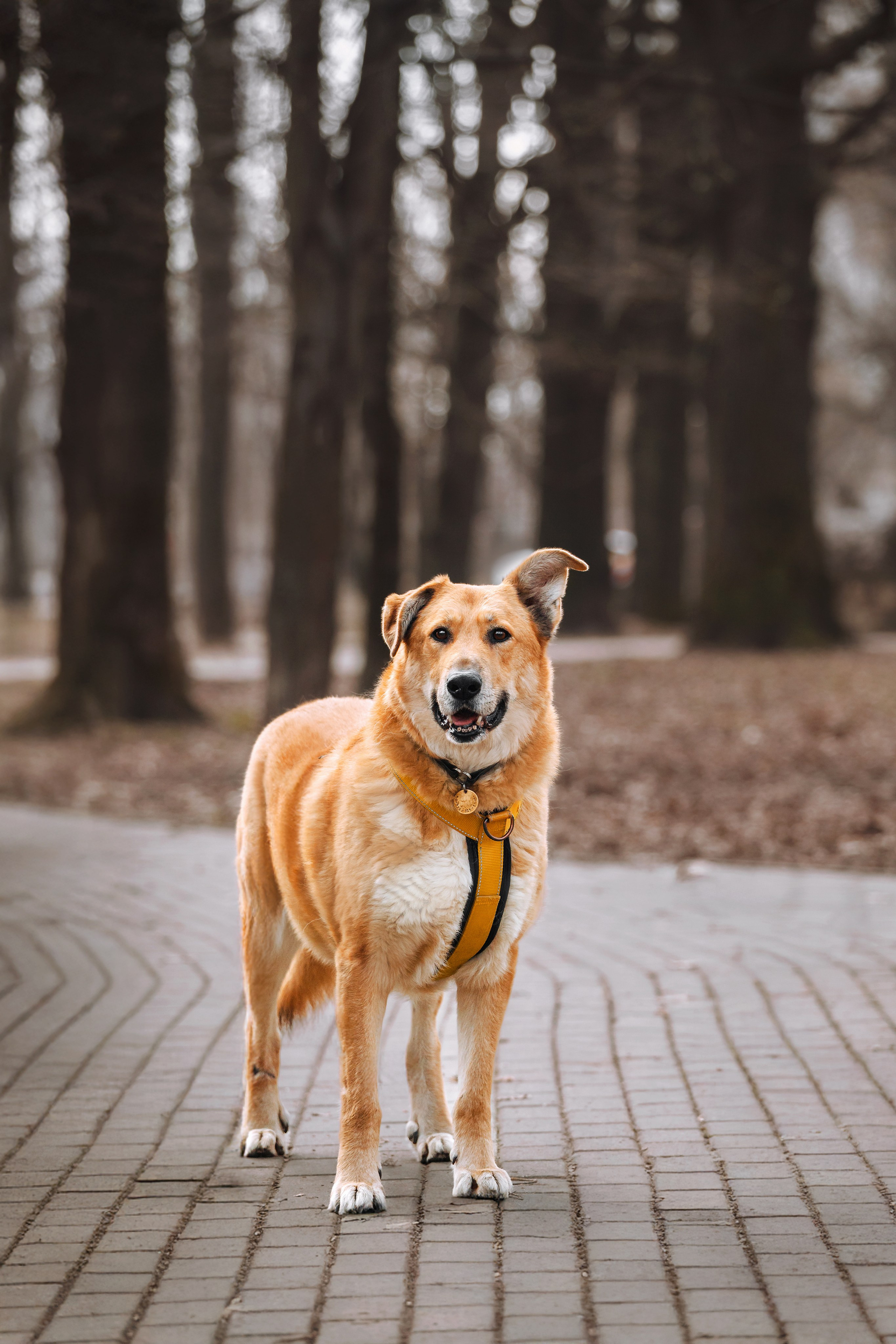 Собаки из приюта Дубовая роща весна 2025. Фотограф-анималист Татьяна Степанова