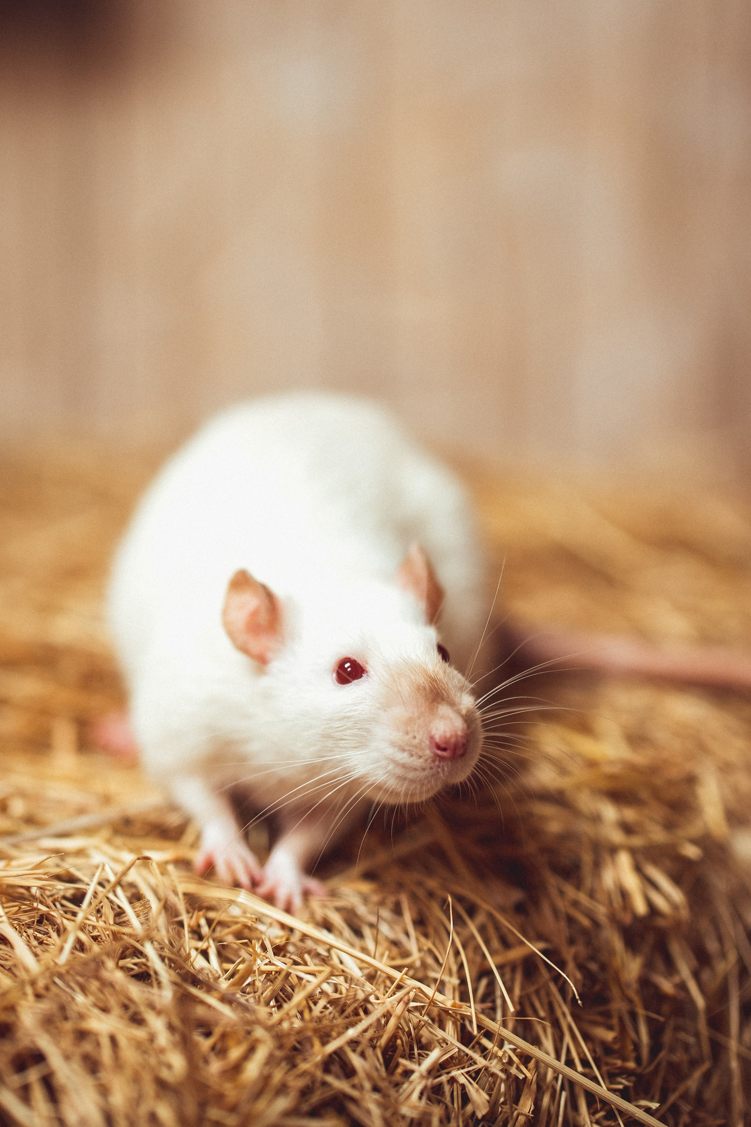 «ЗОЛУШКА». Семейный и детский фотограф в Краснодаре Анна Трашкова