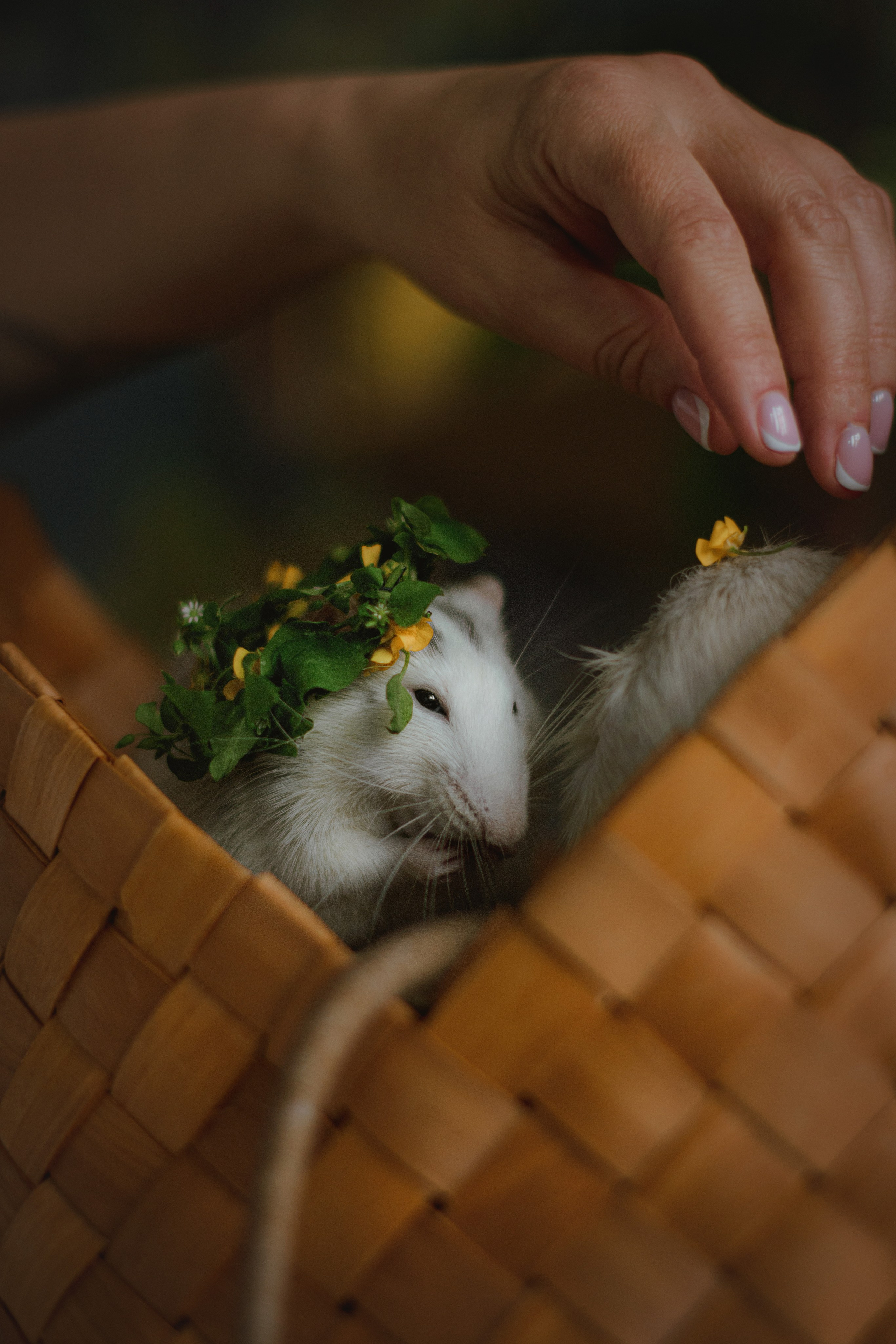 Домашняя фотосессия в Москве с животными. Фотограф собак, анималист в Москве Кира Яковлева