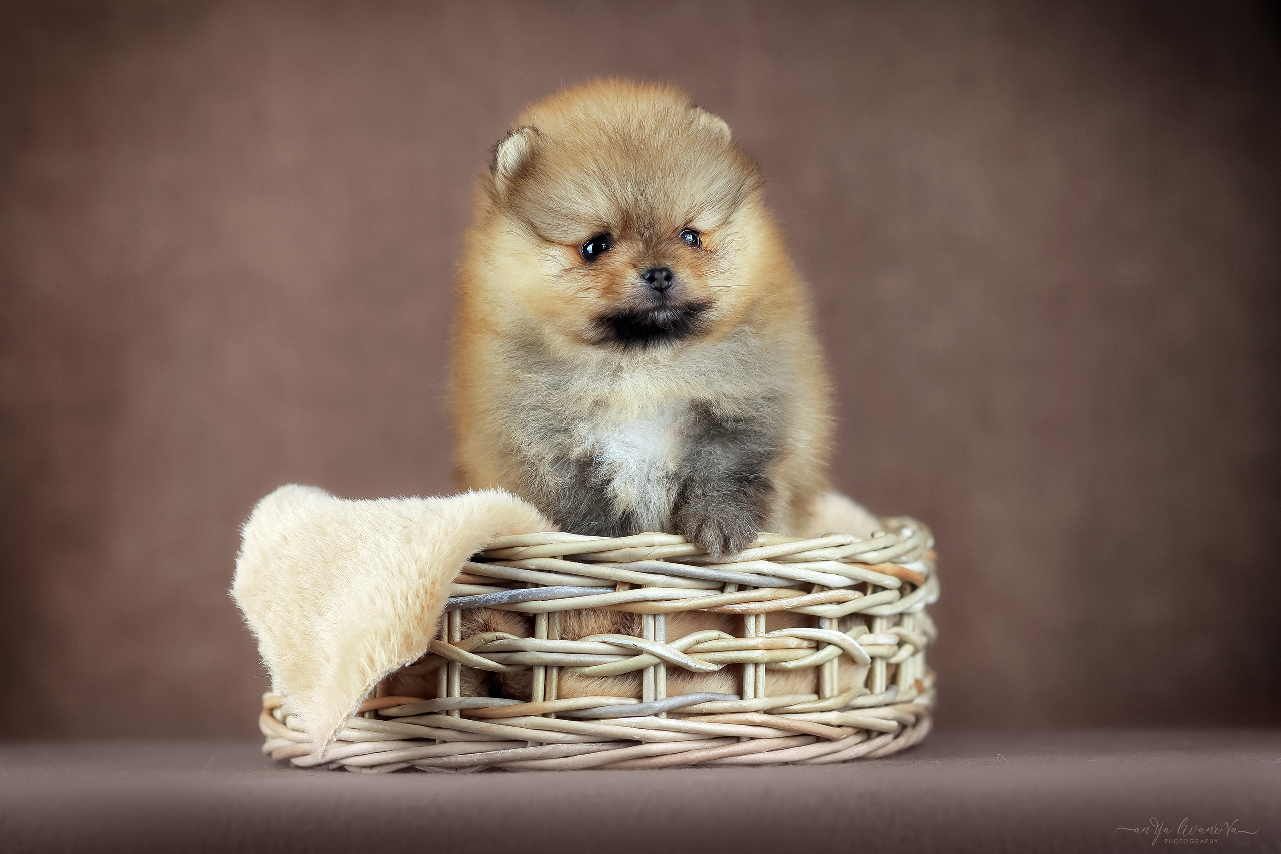 Шпицули. Фотограф анималист Аня Ливанова | Рыбинск