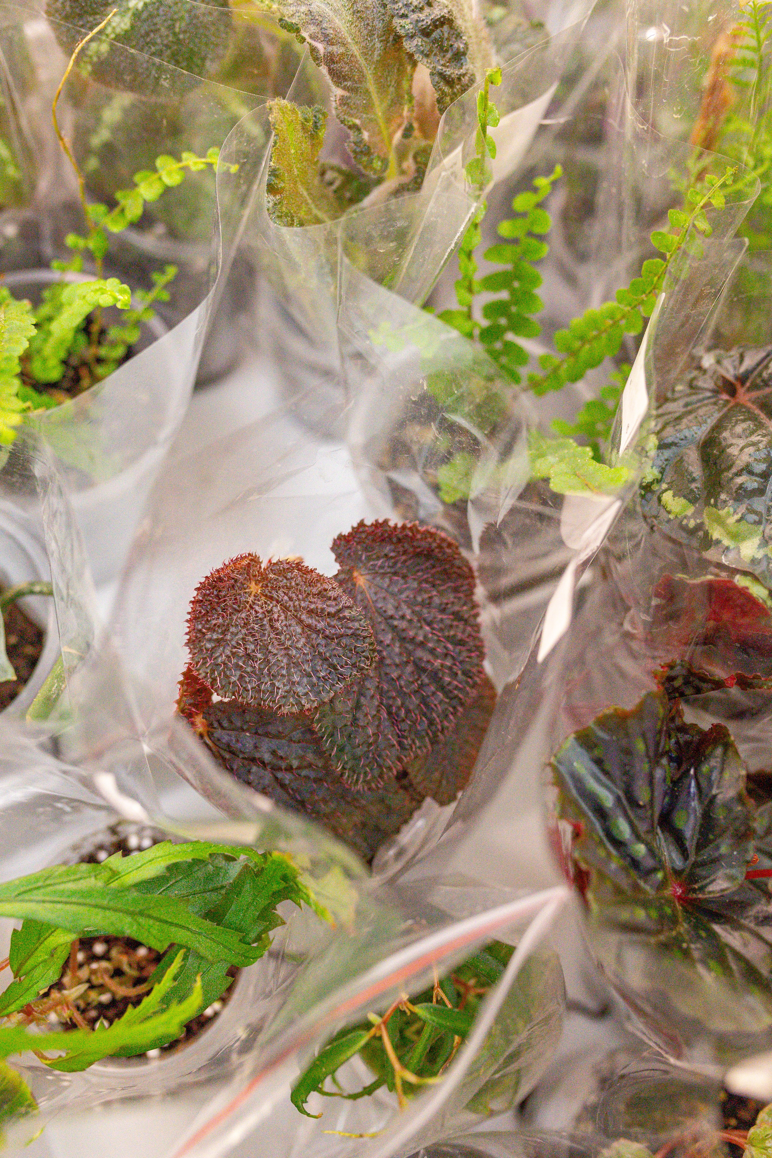 Монстериум апрель 2026. Александра Куликова фотограф, Москва