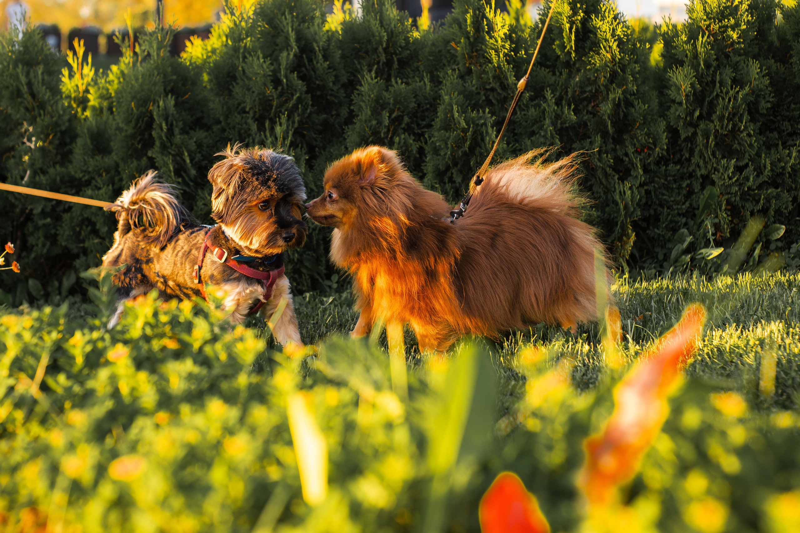 Настя и Жульен. Фотограф-анималист Мария Баркевич | Москва