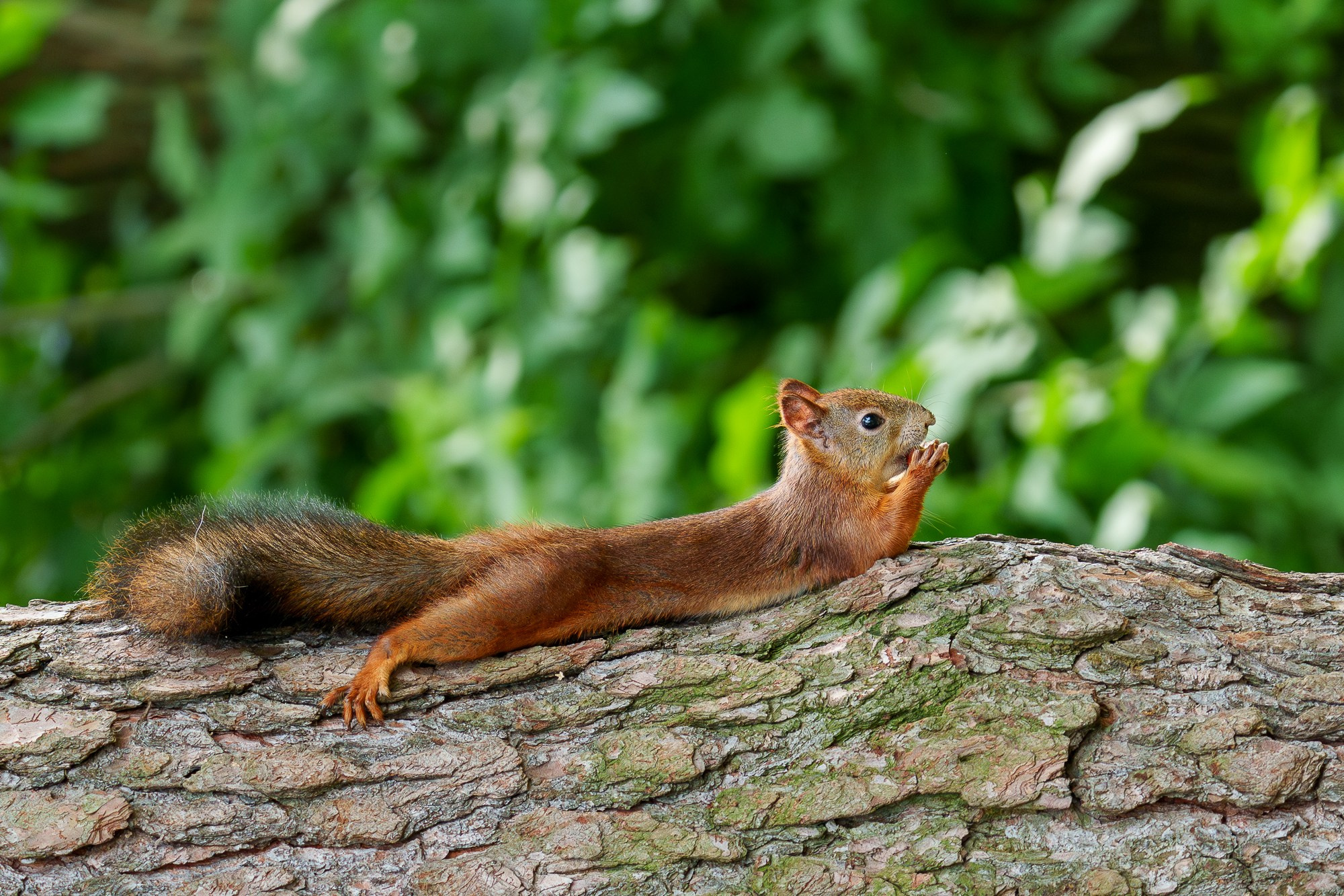 Животные. Ваш личный фотограф Марина Волкова