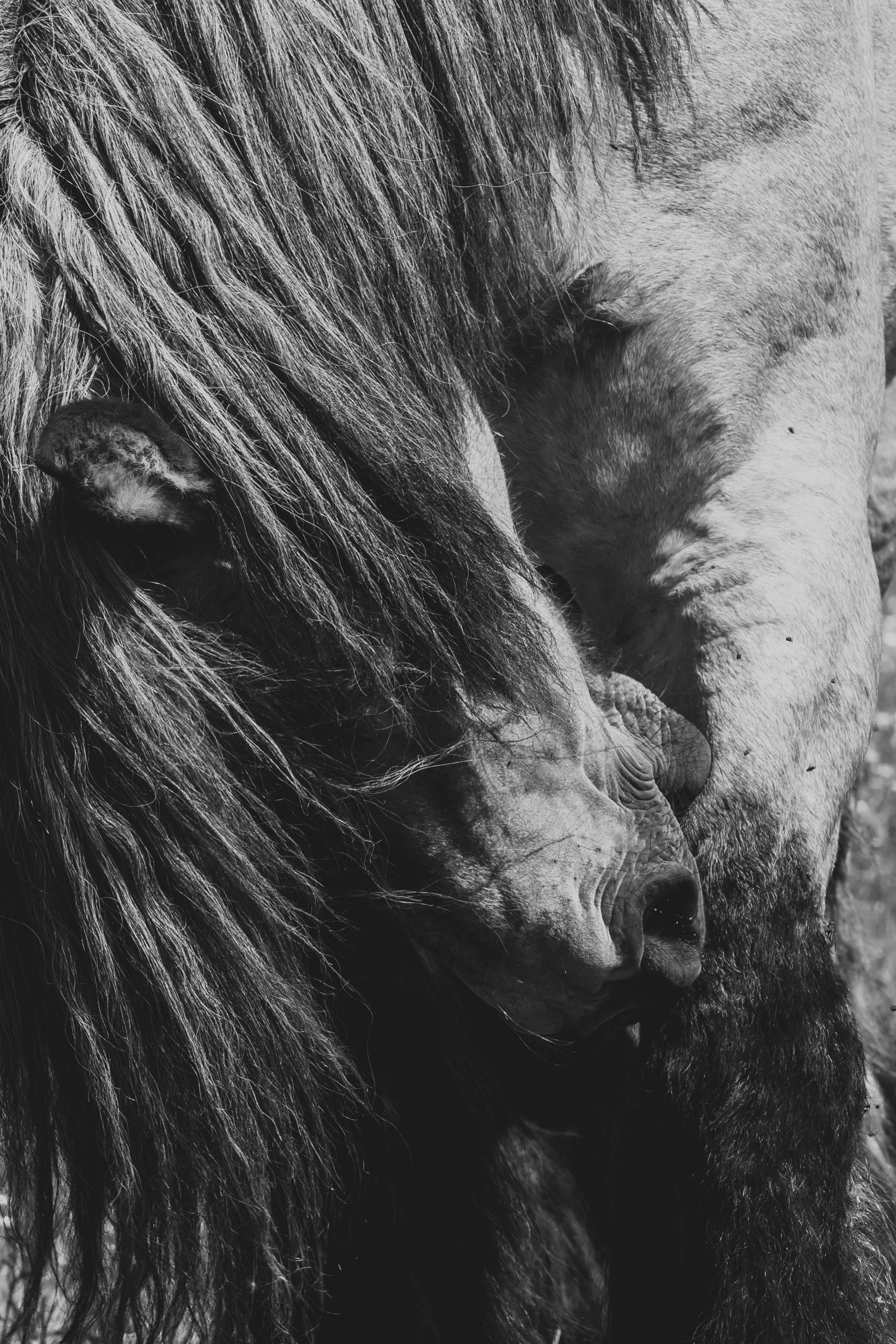 Интерьерная съёмка лошадей. Конный фотограф в Калининграде Елена Курбатова