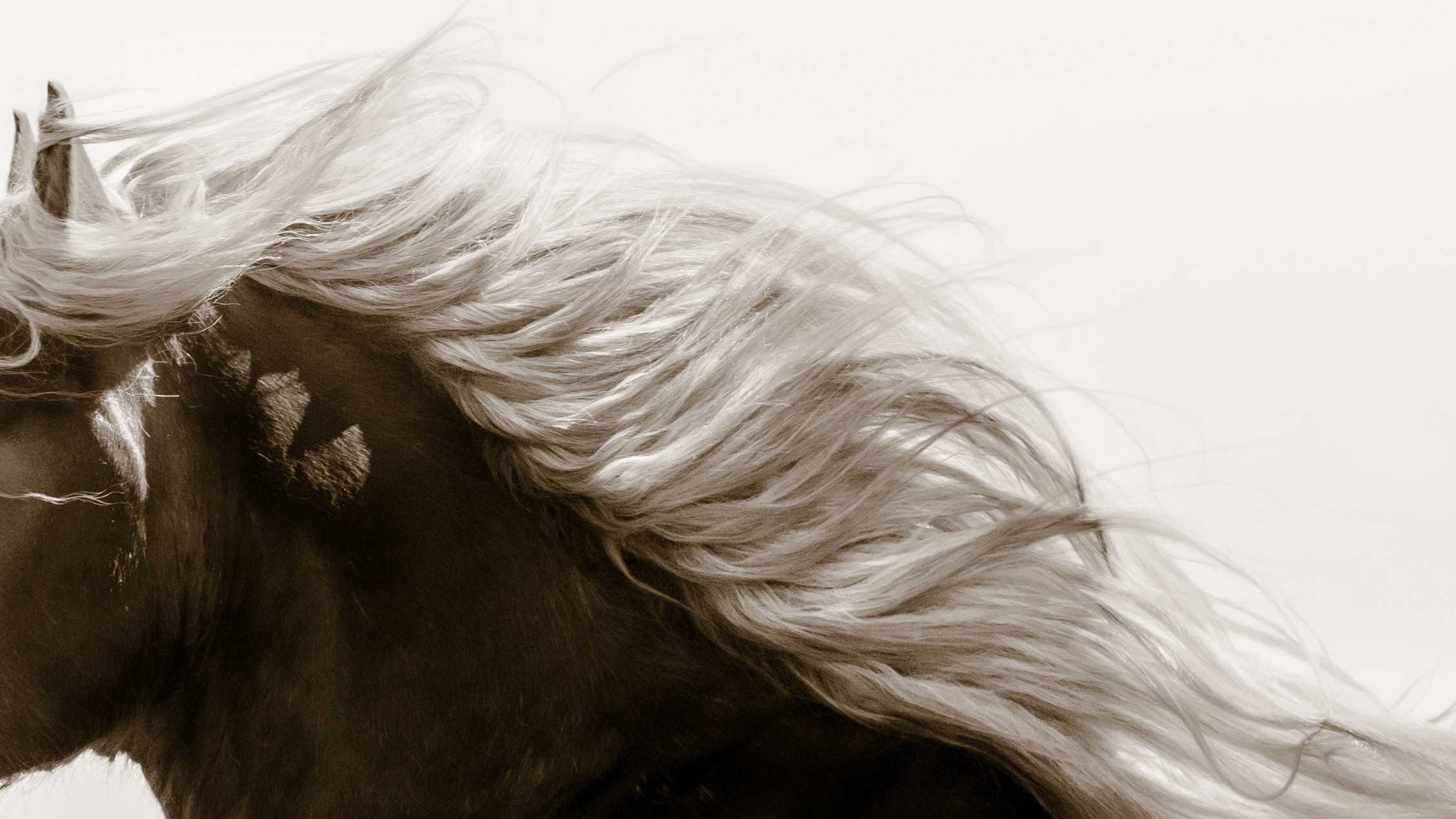 Интерьерная съёмка лошадей. Конный фотограф в Калининграде Елена Курбатова