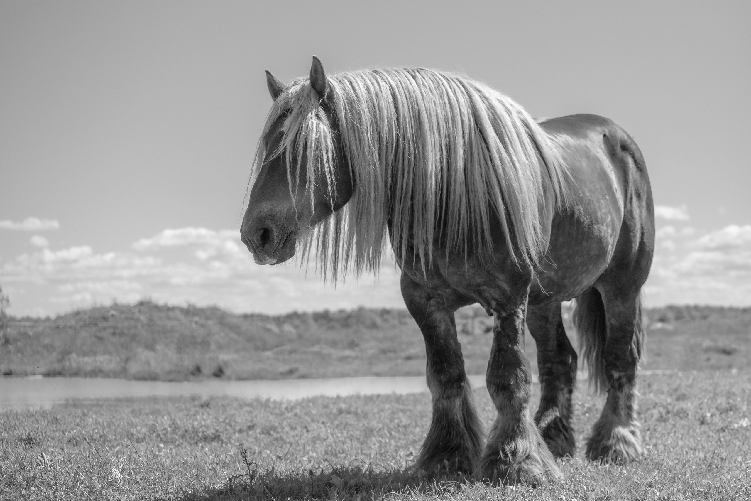 Съёмка лошадей/чб. Конный фотограф в Калининграде Елена Курбатова