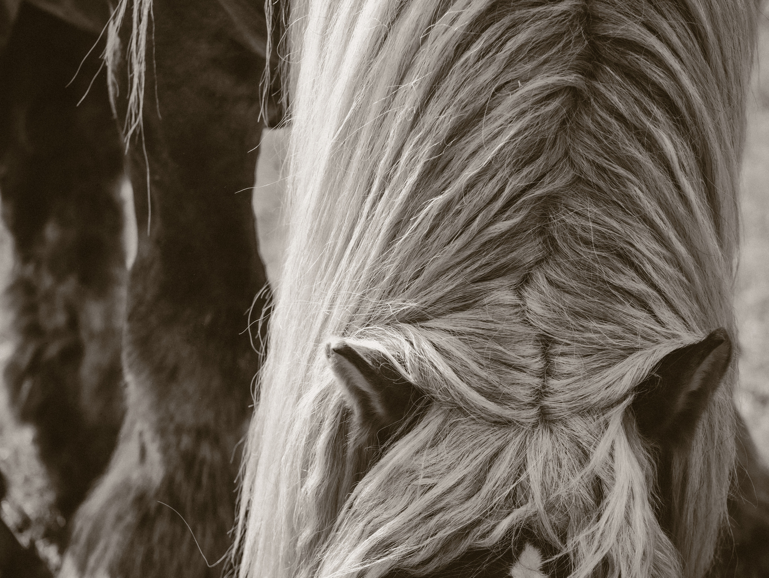 Интерьерная съёмка лошадей. Конный фотограф в Калининграде Елена Курбатова