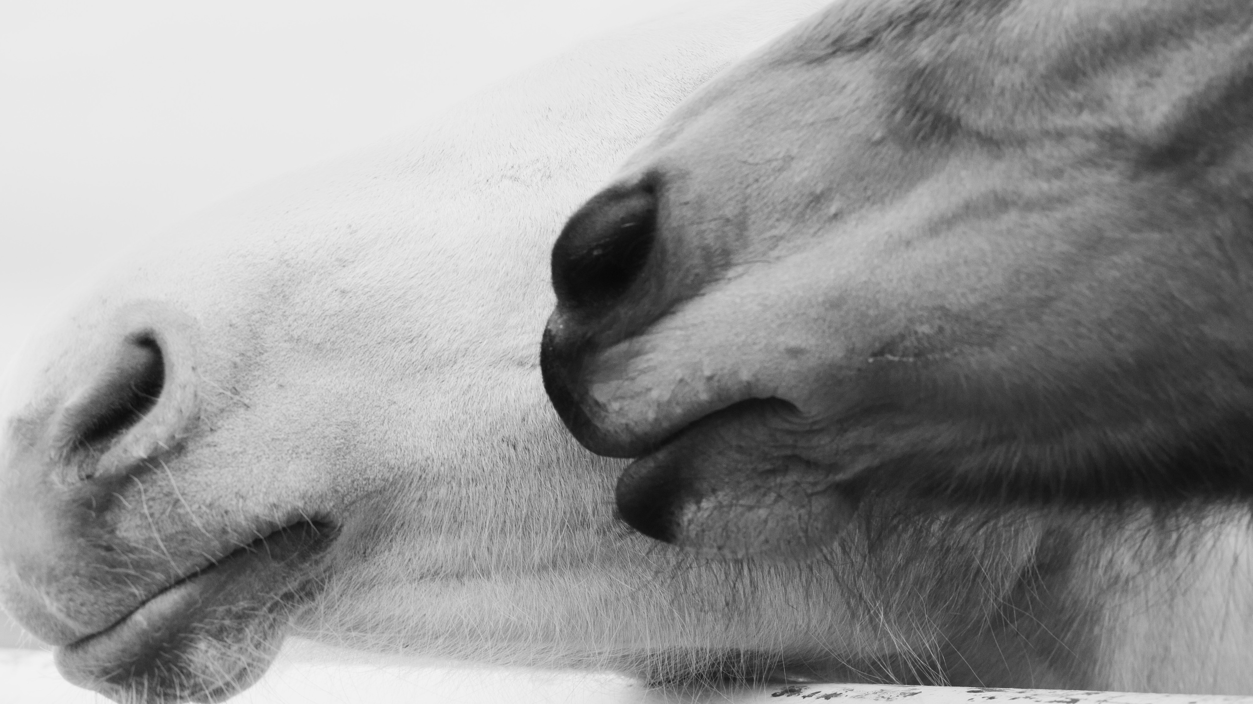 Интерьерная съёмка лошадей. Конный фотограф в Калининграде Елена Курбатова