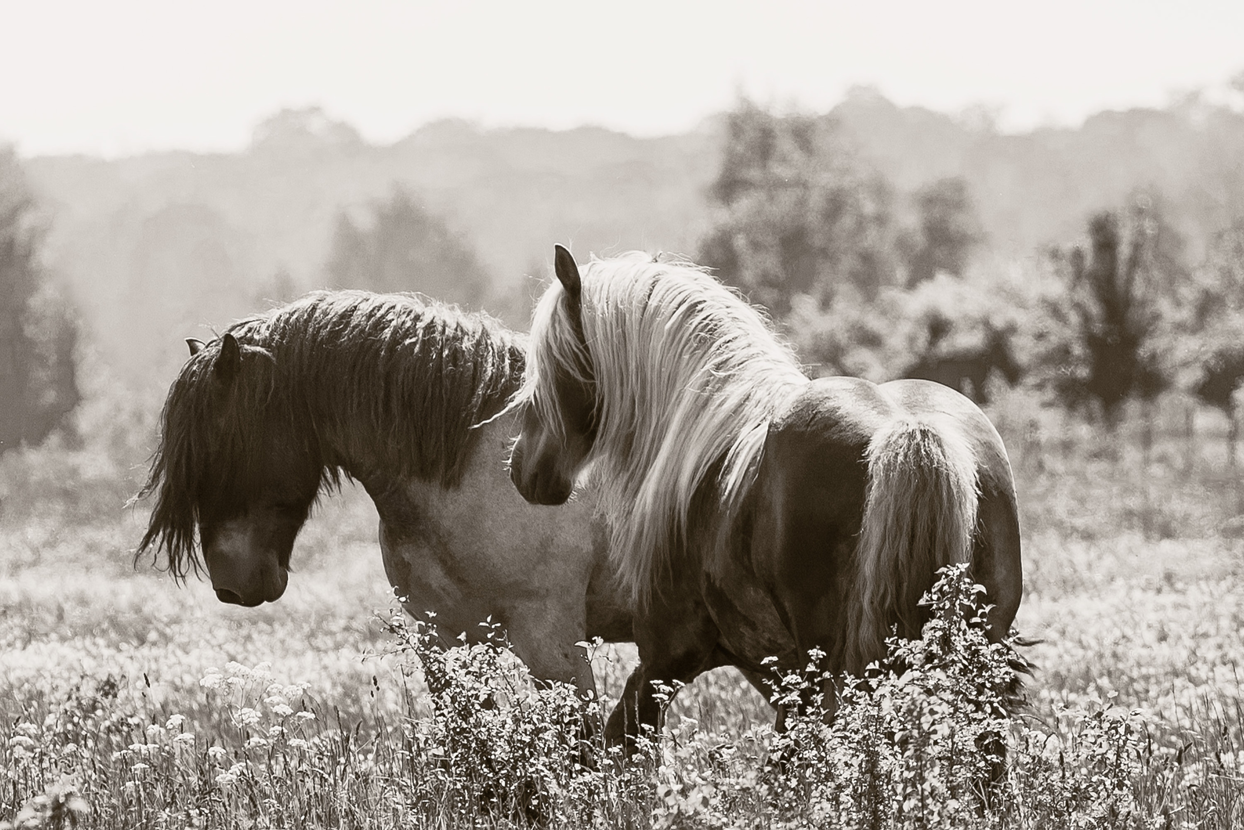Съёмка лошадей/чб. Конный фотограф в Калининграде Елена Курбатова