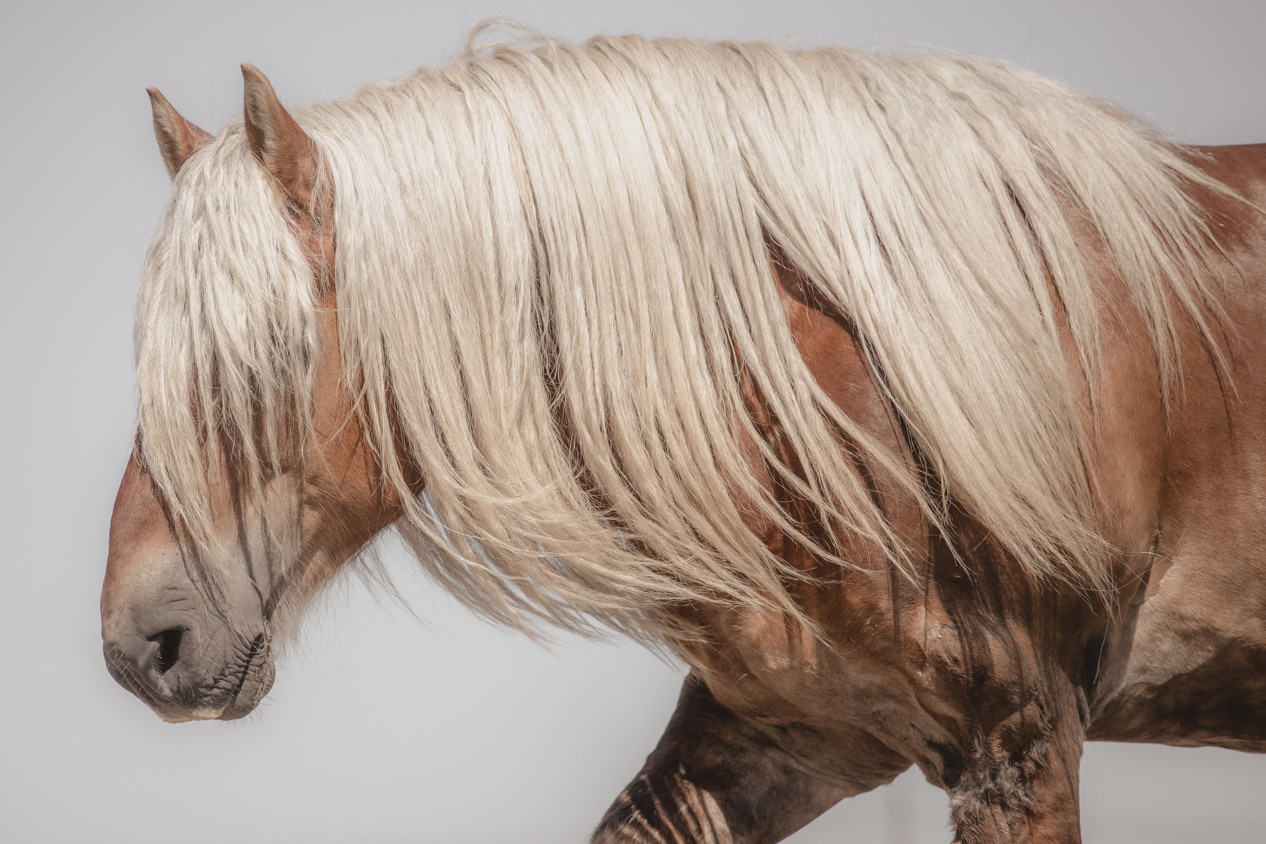 Съёмка лошадей/ цвет. Конный фотограф в Калининграде Елена Курбатова