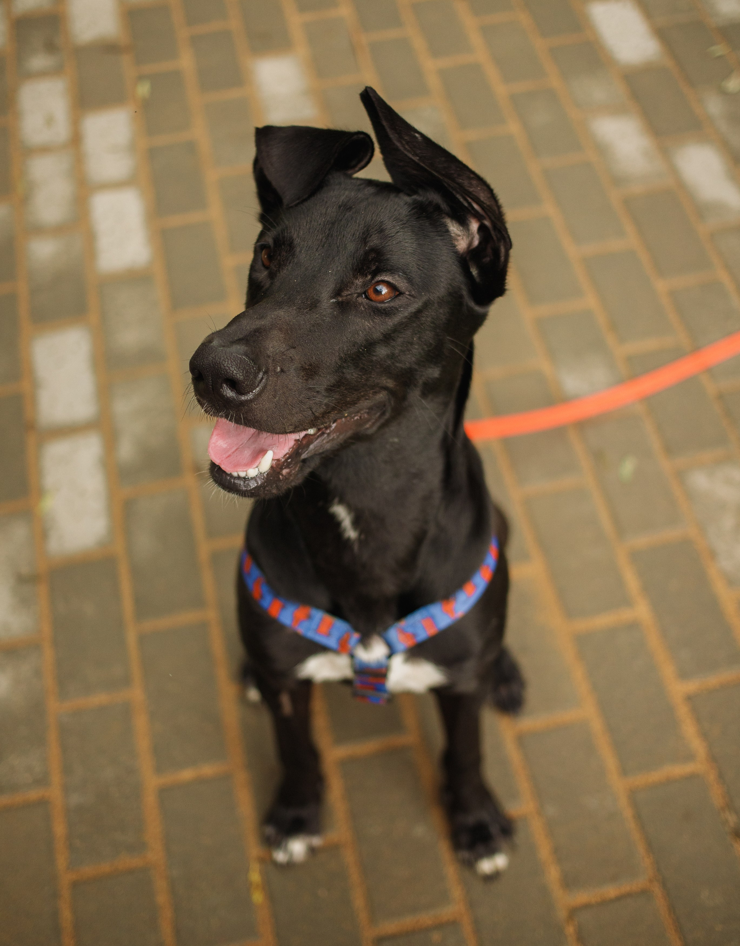Отис ищет дом. Портретный фотограф в Санкт-Петербурге Катя Протасевич