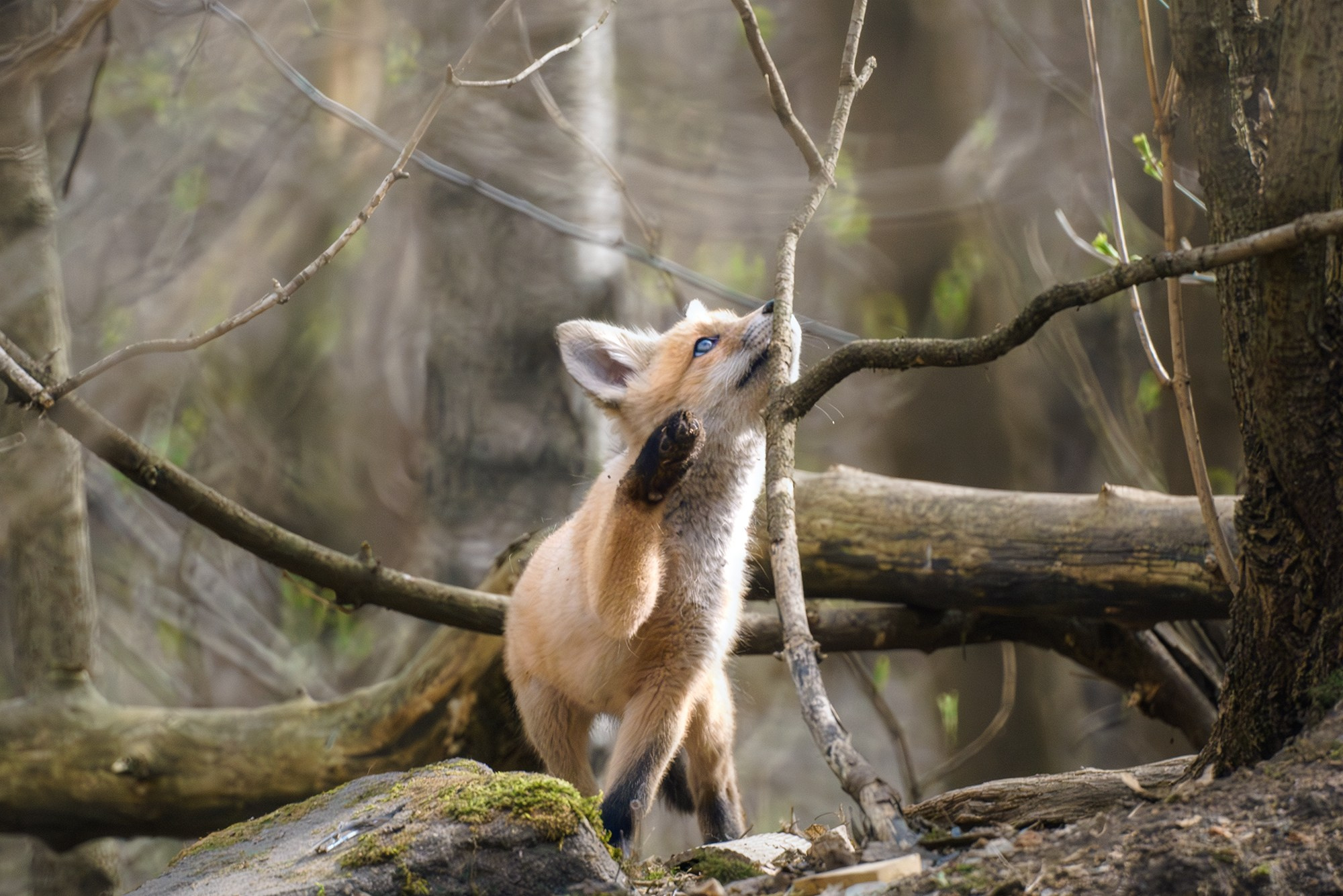 Животные. Ваш личный фотограф Марина Волкова