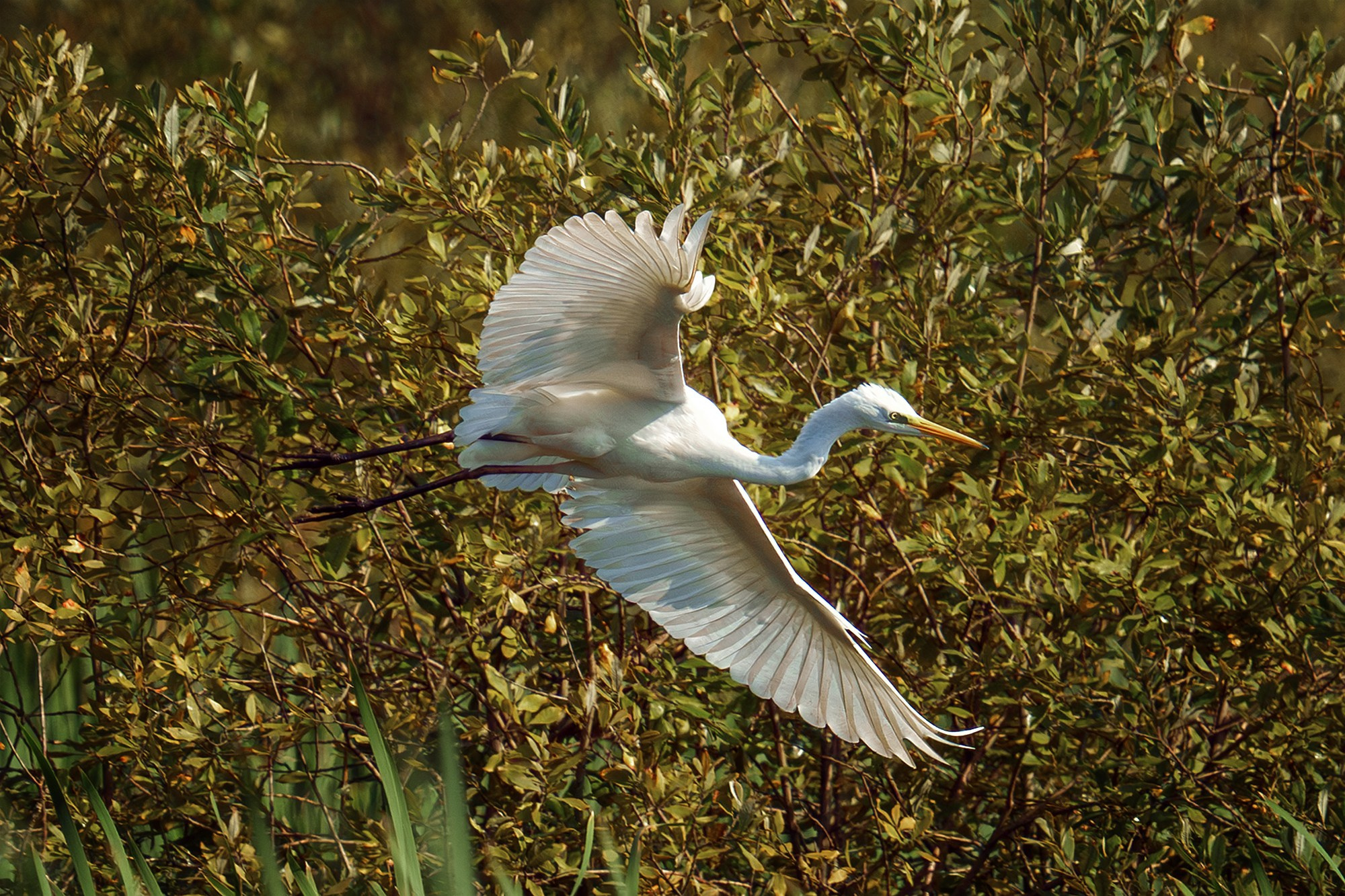 Удивительные мир птиц. Вокруг нас столько прекрасного — присмотритесь!. Ваш личный фотограф Марина Волкова