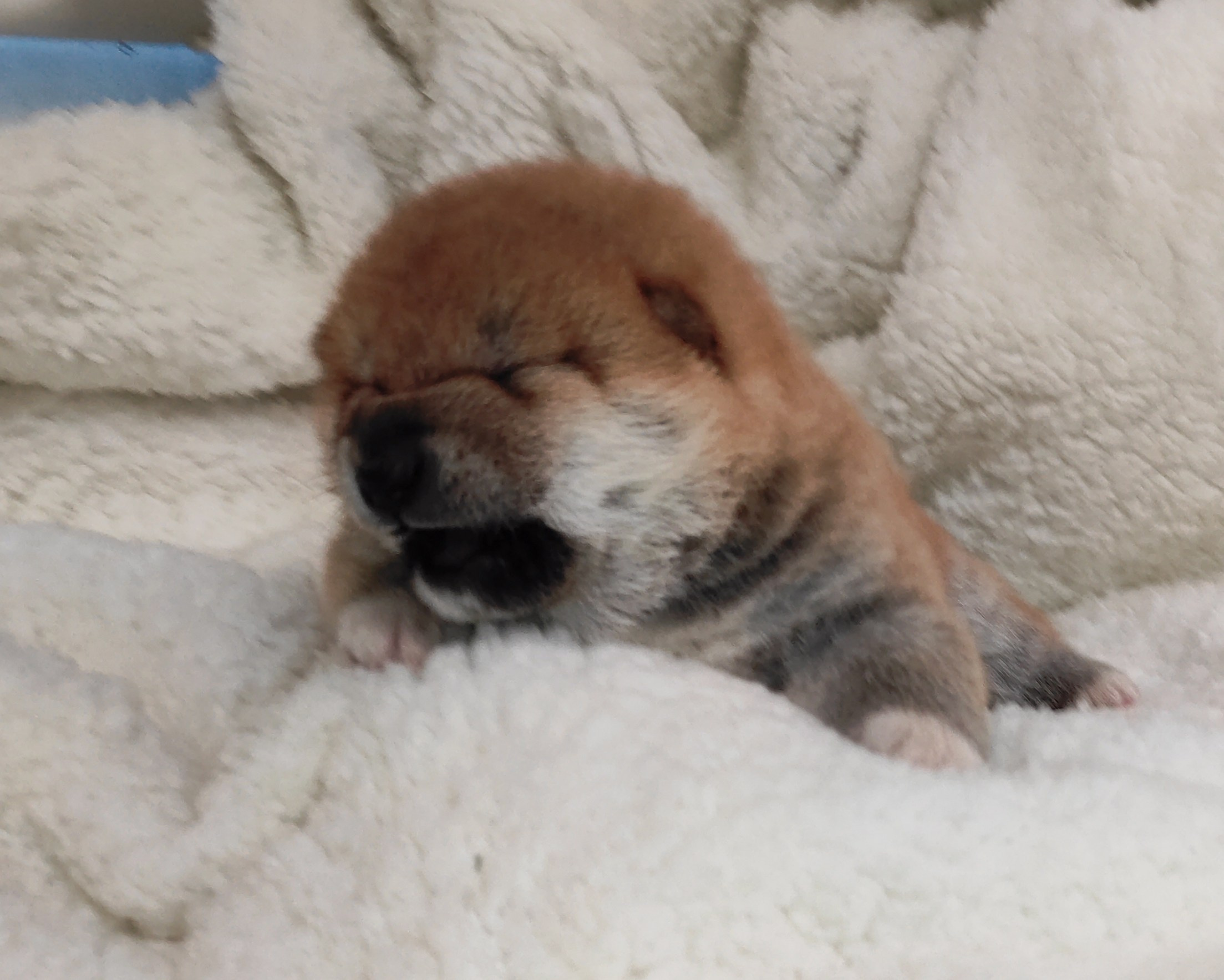 сиба питомник Рубилайт щенки на продажу rubylight  сиба щенки купить СПб Санкт-Петербург 