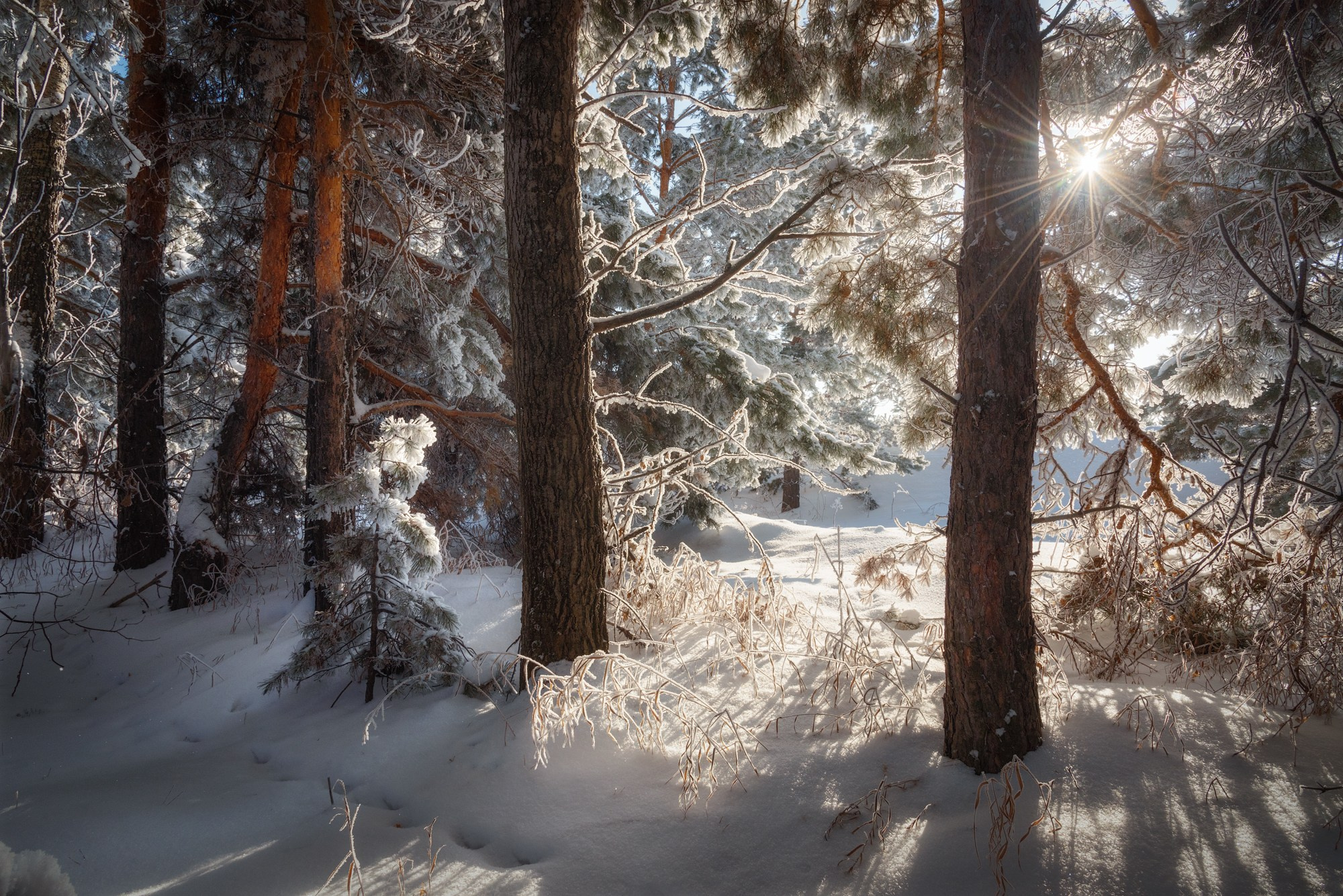 "В уюте пушистых сосен". Алтайский край, Советский район, поселок Глинка,  январь 2022